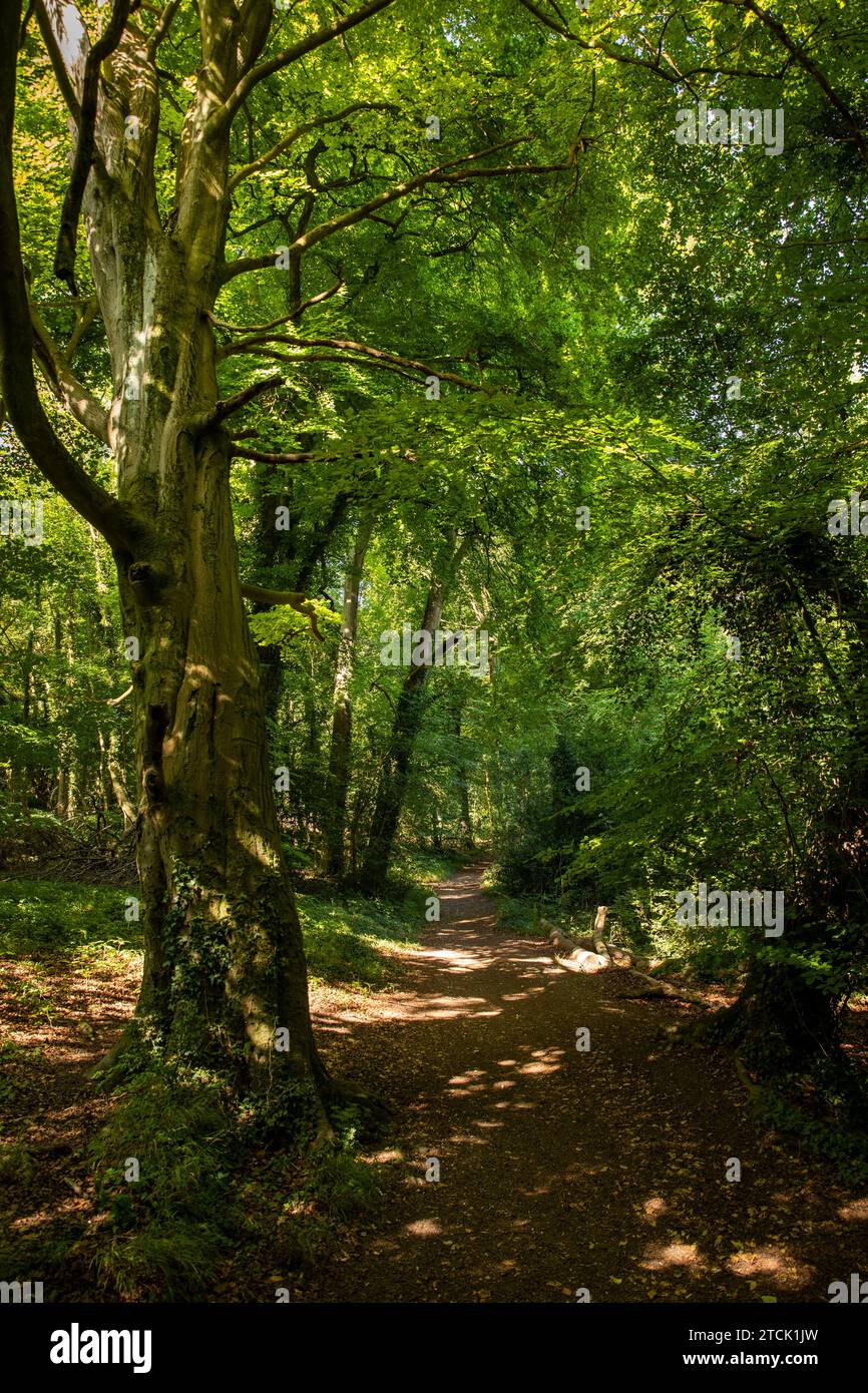 Großbritannien, England, Buckinghamshire, High Wycombe, Great Tinker’s Wood, Pfad durch Buchenwälder im Sommer Stockfoto