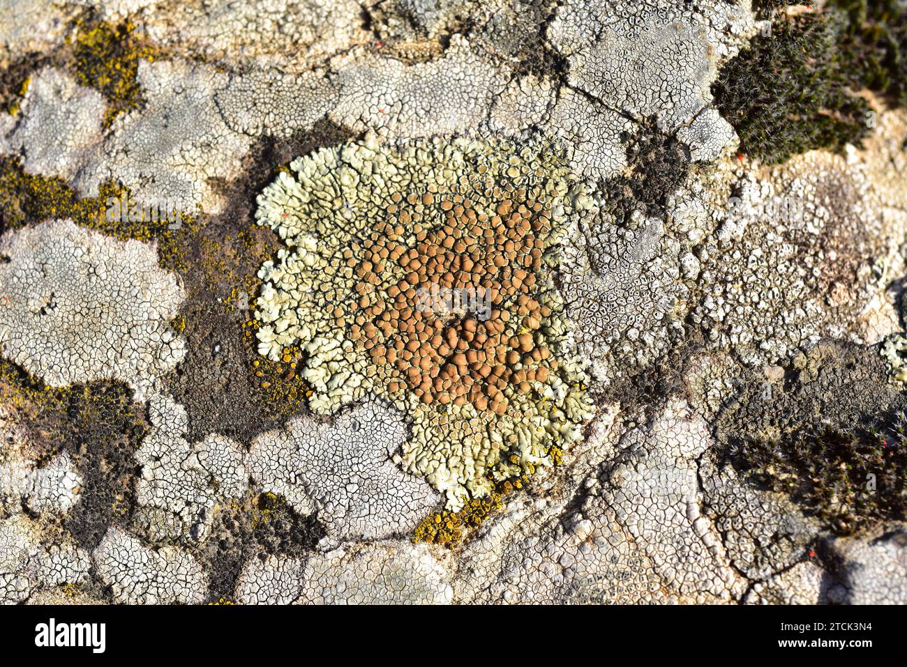 Lecanora muralis oder Protoparmeliopsis muralis ist eine Krustosenflechte mit brauner Apothecie. Dieses Foto wurde in La Albera, Provinz Girona, Katalonien aufgenommen Stockfoto