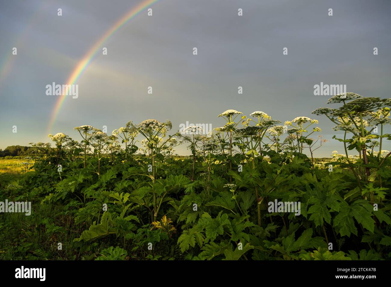 Sosnowskys Hogweed Heracleum sosnowskyi ist eine gefährliche invasive Pflanze. Rainbow auf dem Hogweed-Feld Stockfoto