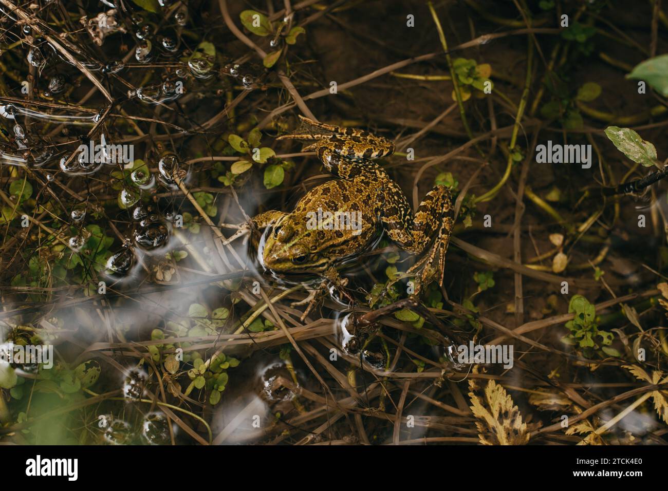 Brauner Nebel, der in einer Wasserpfütze im Wald sitzt. Selektiver Fokus. Stockfoto