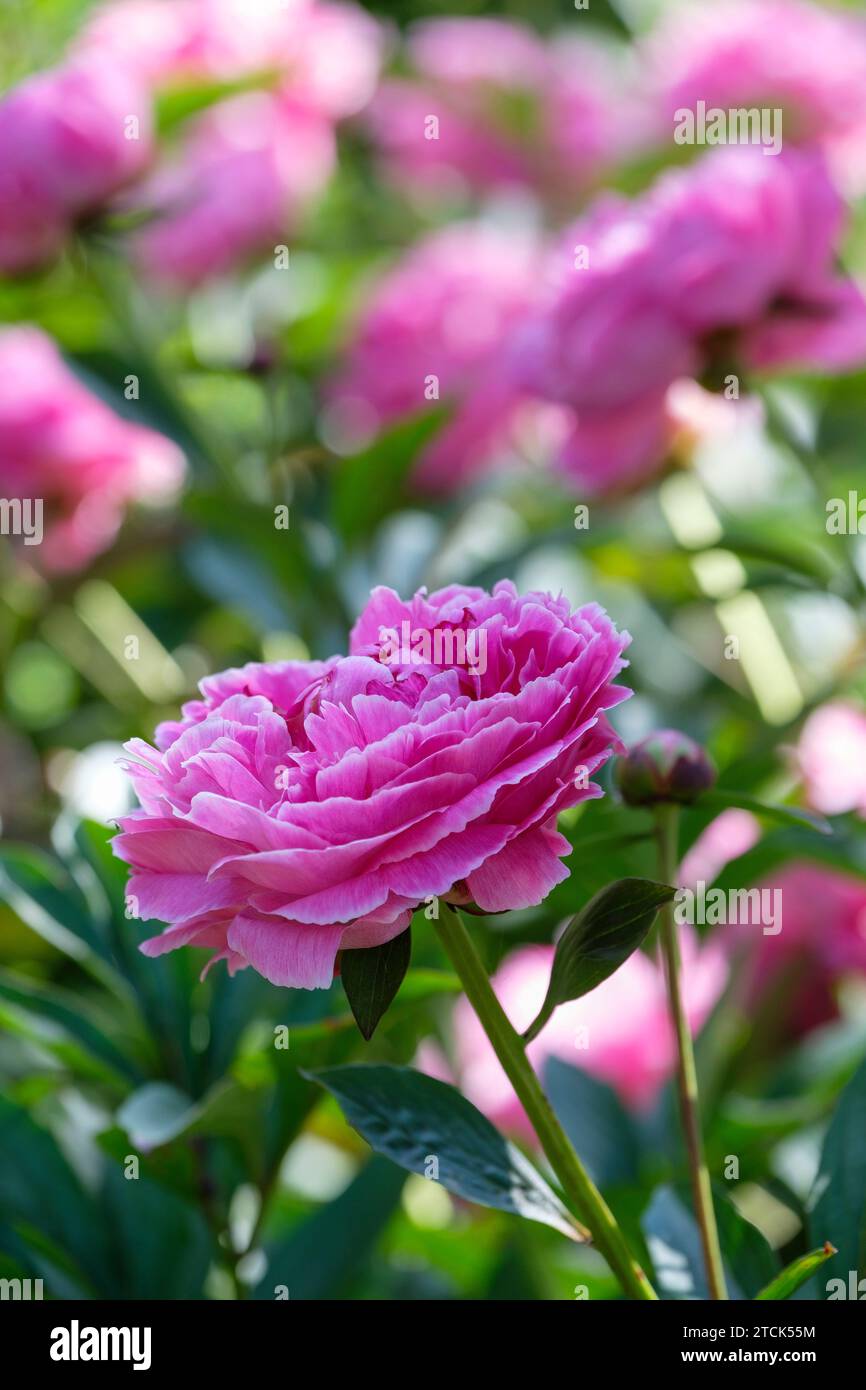 Paeonia lactiflora Auguste Dessert, Pfingstrose Auguste Dessert, Halbdoppeltlöffel, rosa Blüten, silbrig-rosa Blütenrand Stockfoto
