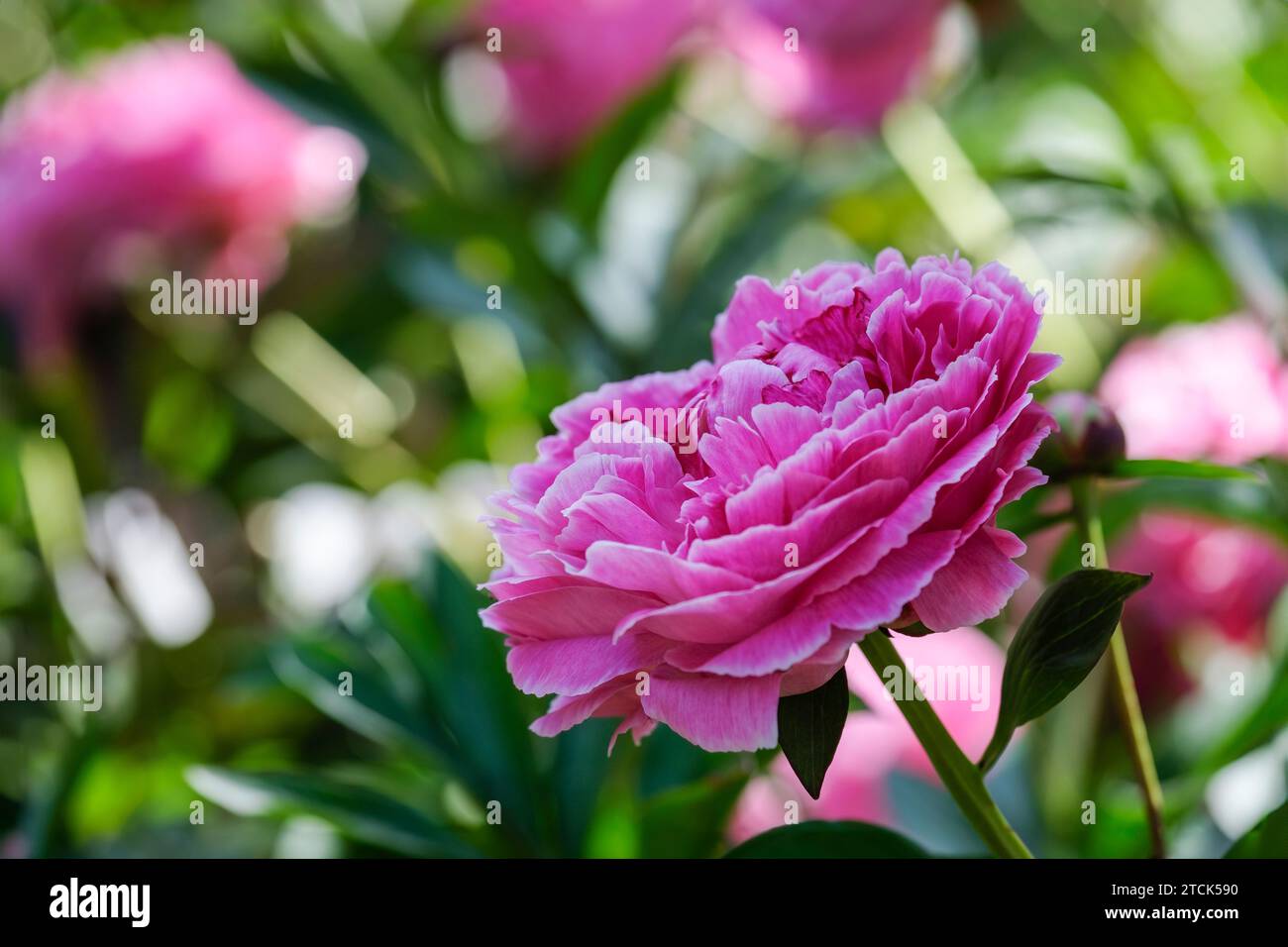 Paeonia lactiflora Auguste Dessert, Pfingstrose Auguste Dessert, Halbdoppeltlappen, rosa Blüten, silbrig-rosa Blütenränder Stockfoto