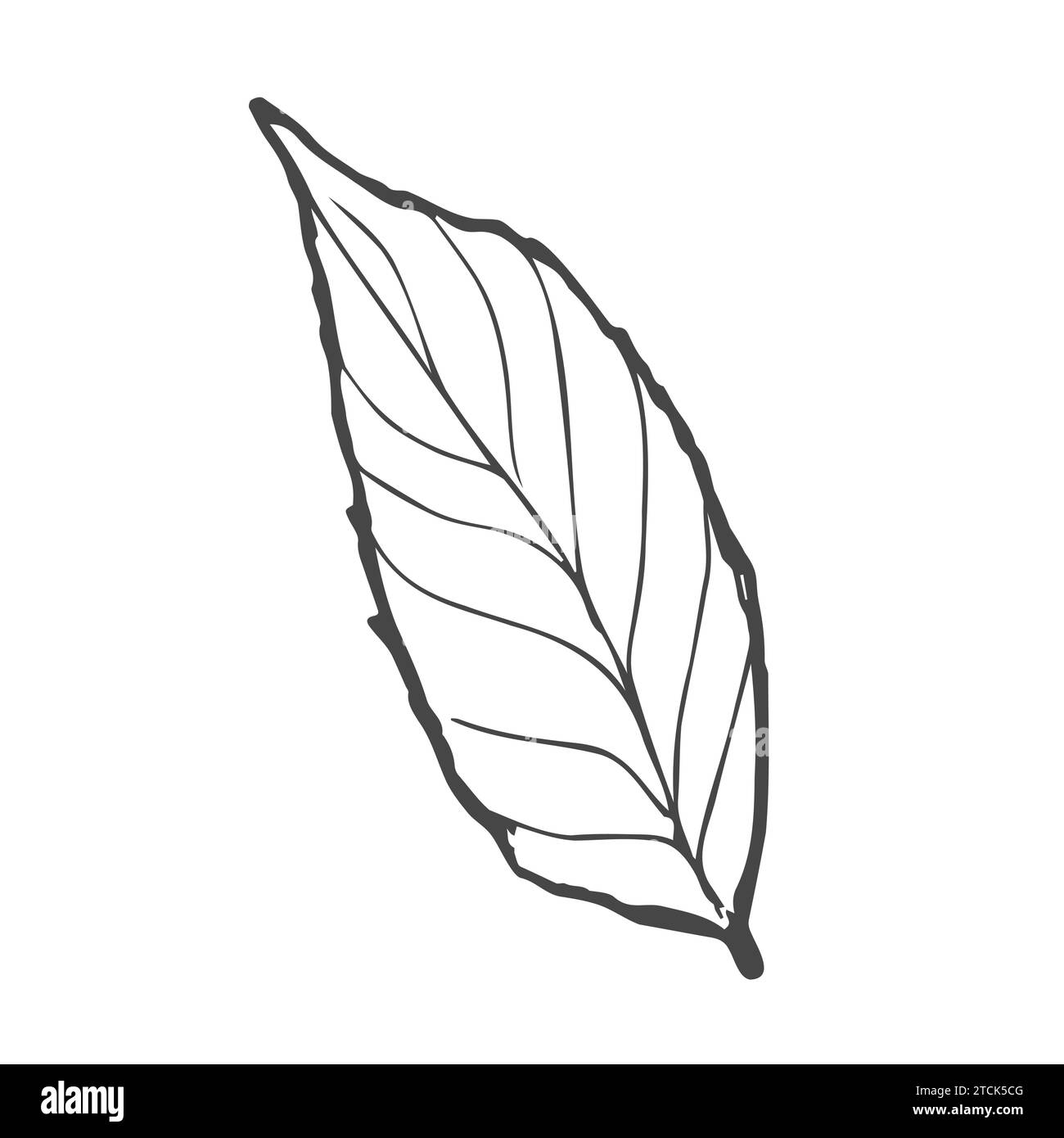 Skizze von grünem oder schwarzem Tee. Vektorabbildung. Teekonzept Stock Vektor