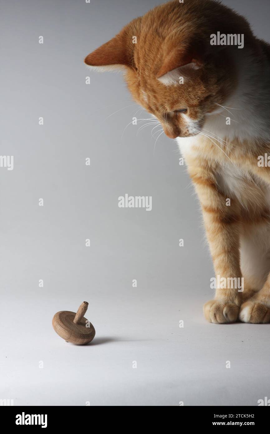 Drehbares Top und Katze Stockfoto