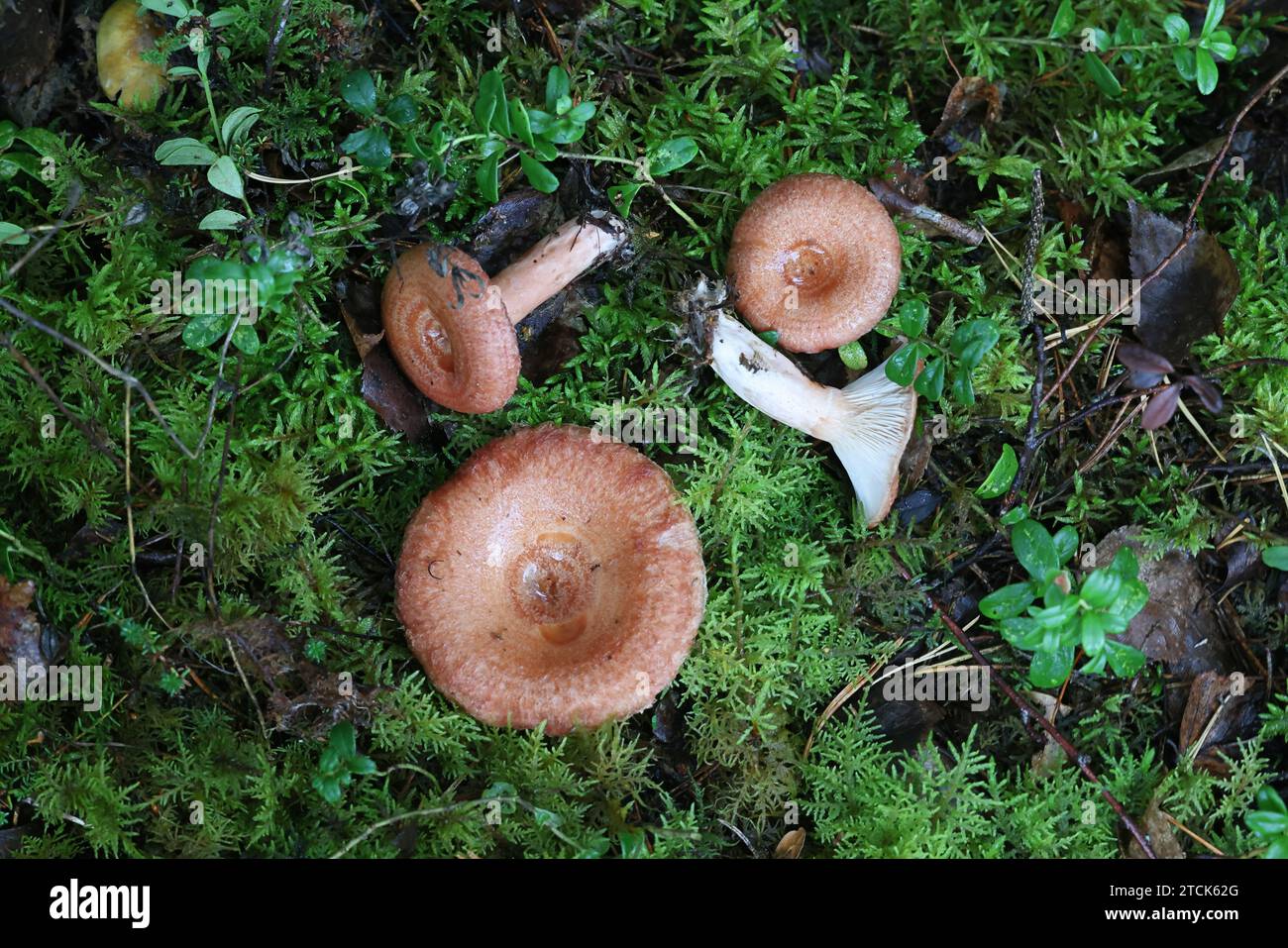 Lactarius torminosus, bekannt als das wollige milkcap oder die bärtigen milkcap, eine essbare wild mushroom aus Finnland Stockfoto