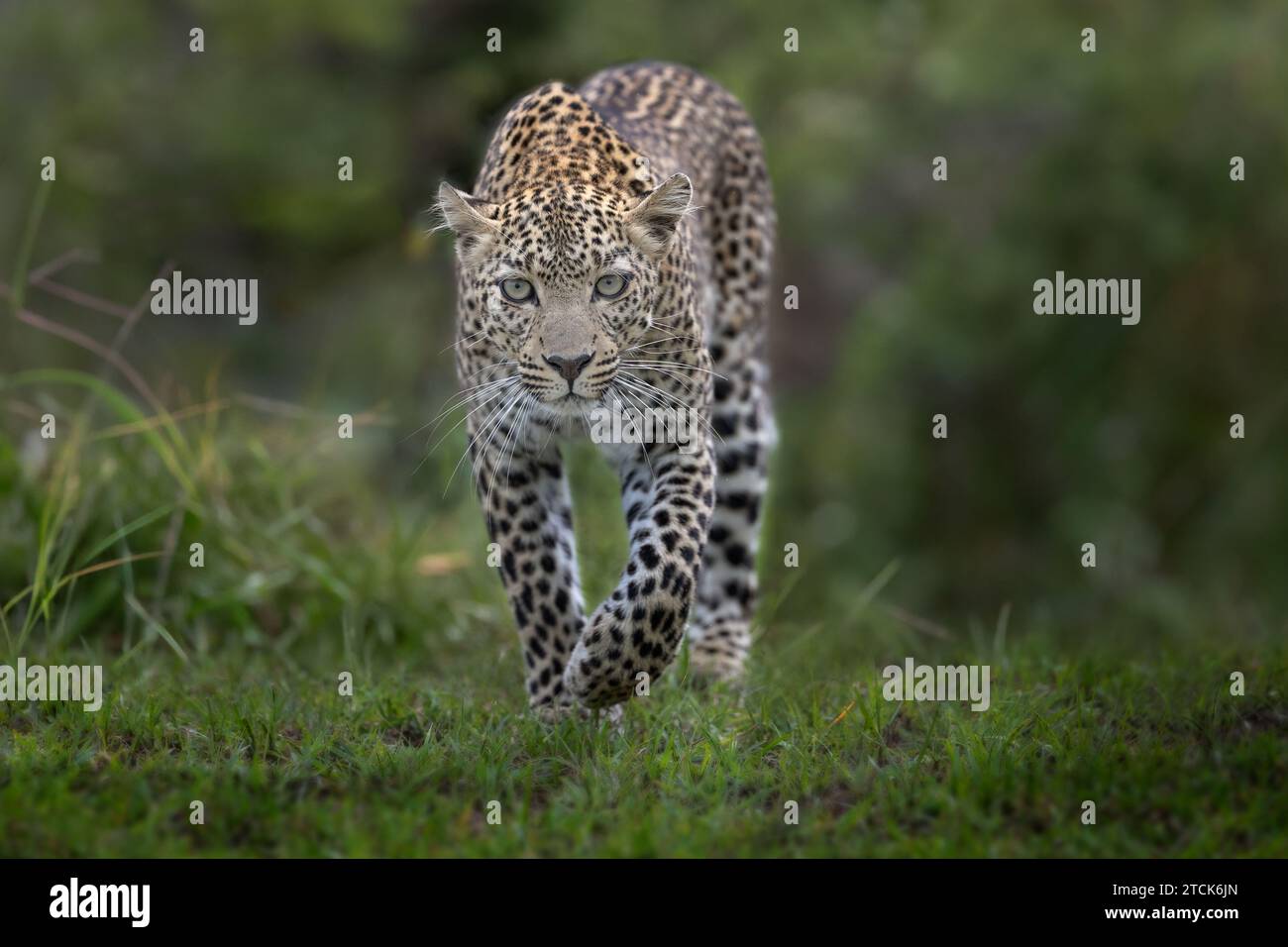 Der Leopard läuft direkt in Richtung der Kamera, Masai Mara, Olare Motorogi Conservancy, Kenia. Stockfoto