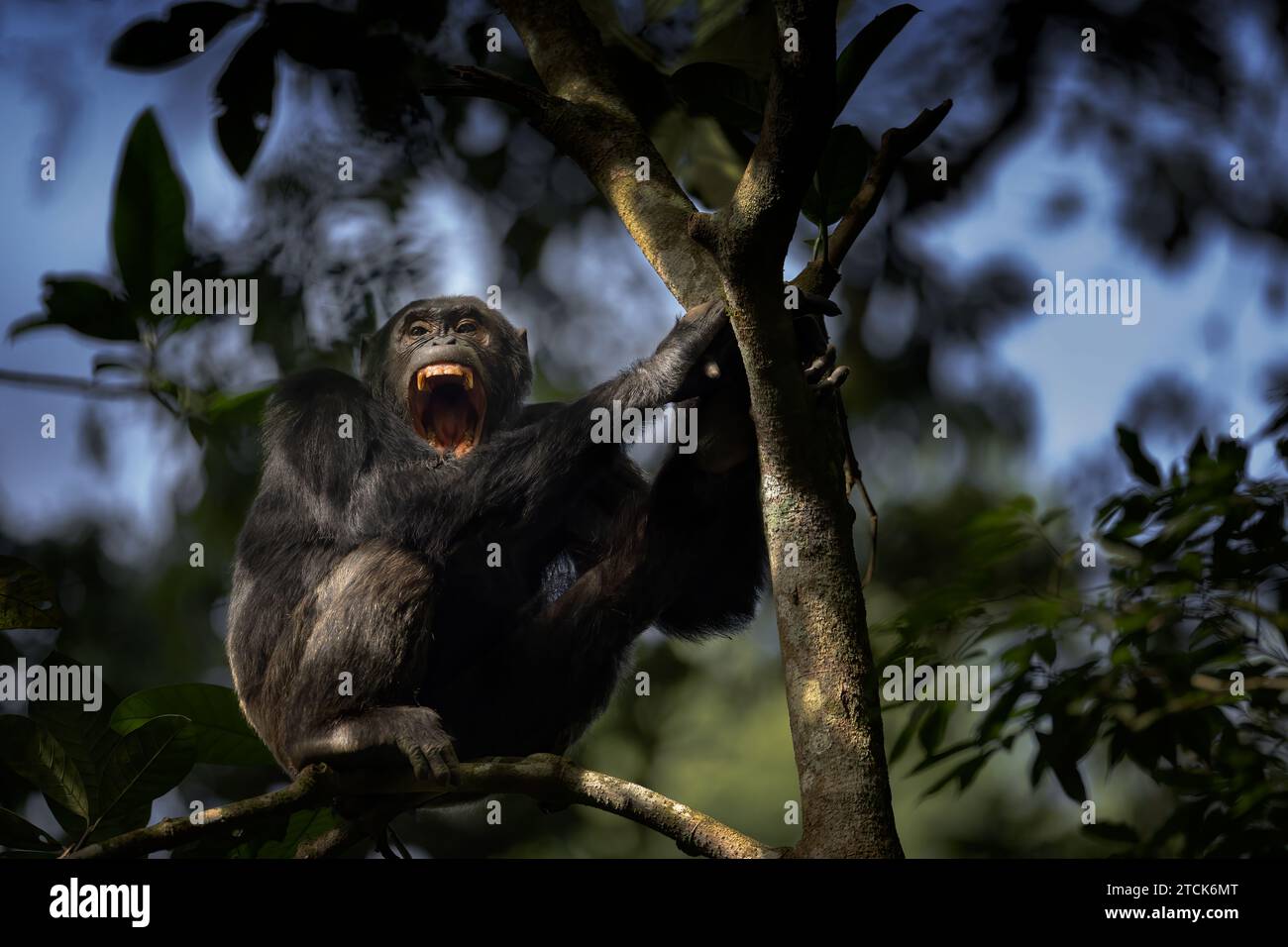 Schimpanse, Pan troglodytes, Kibale Forest Nationalpark, Uganda Stockfoto