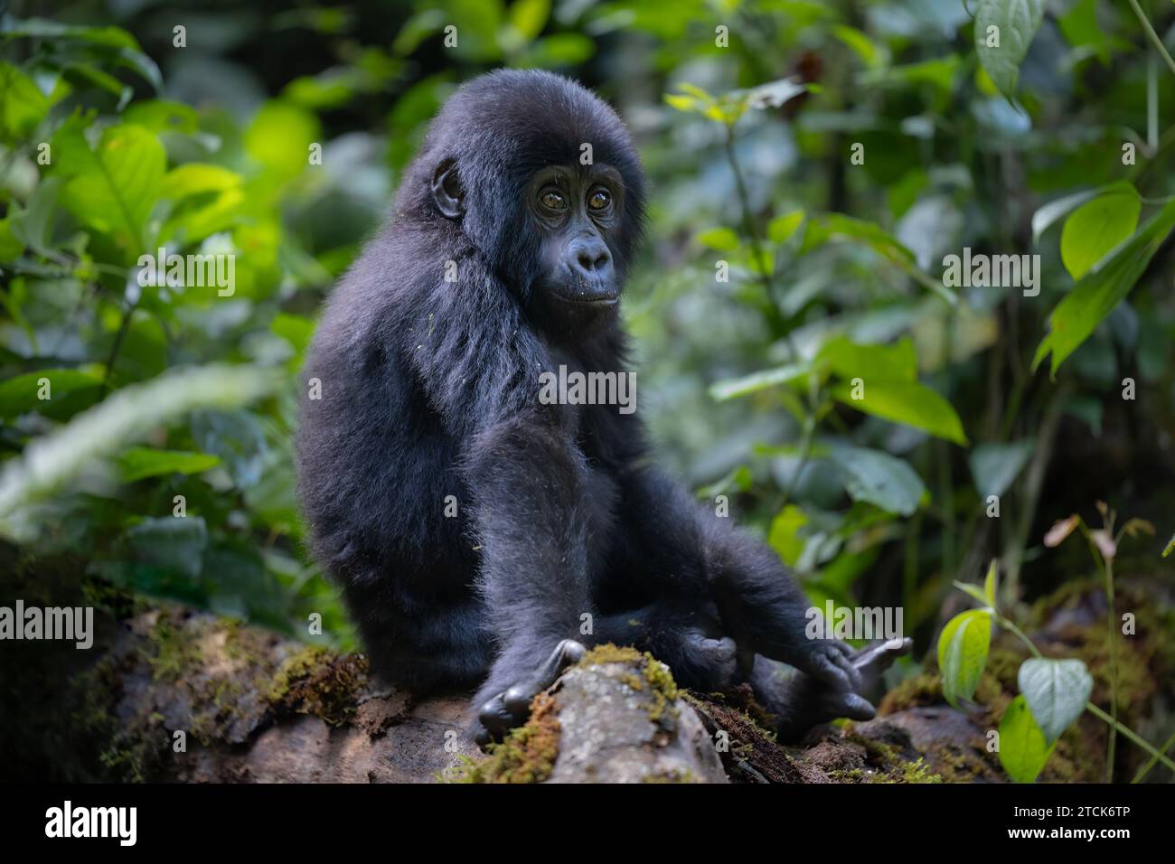 Niedlicher junger Berggorilla [Gorilla beringei beringei], Bwindi Inpenetrable National Park, Uganda, Afrika Stockfoto