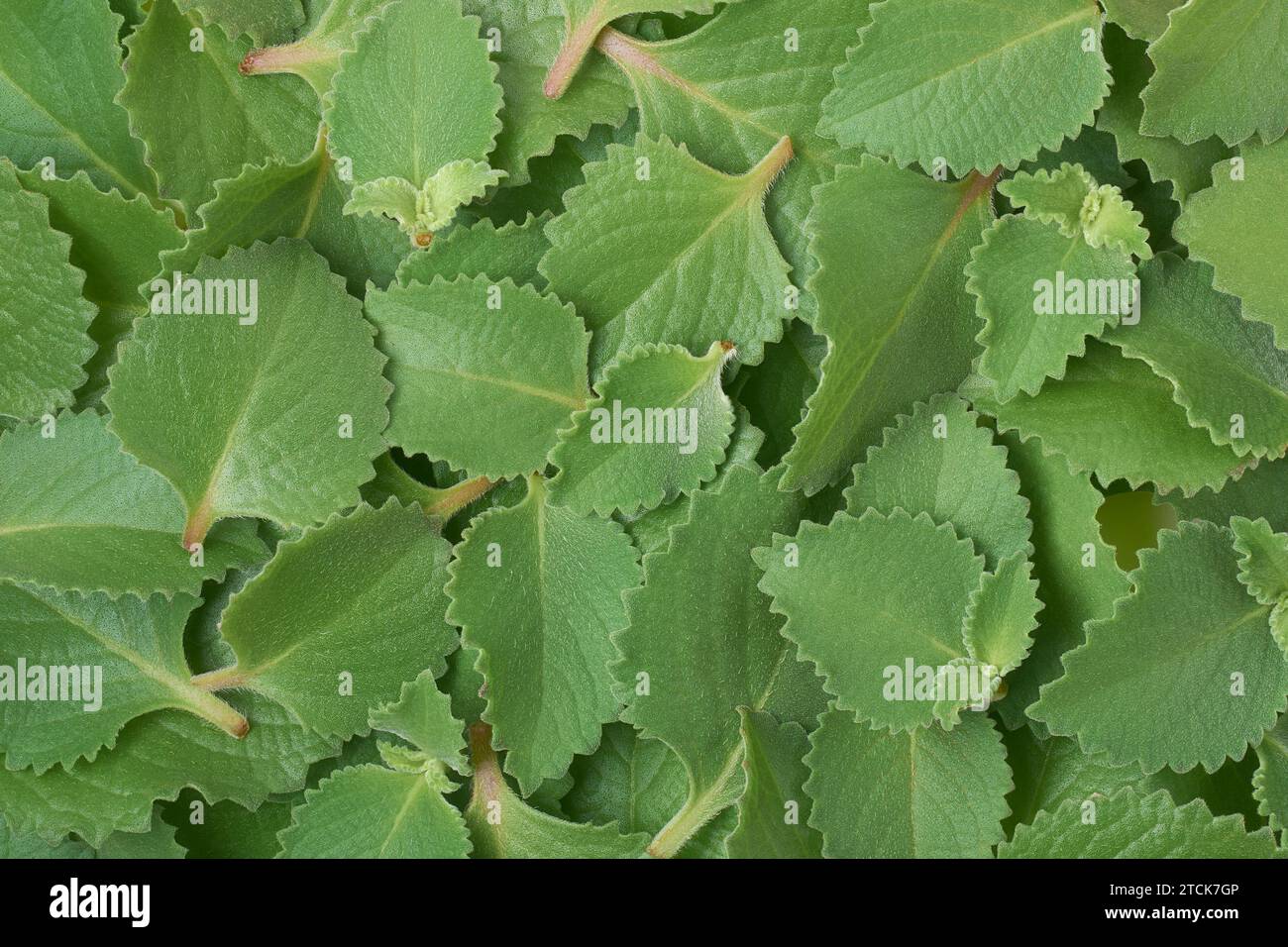 Haufen frisch geernteter Oregano-Blätter, auch Origanum oder wilder Marjoram genannt, weit verbreitete aromatische Pflanzenblätter aus der Familie der Pfefferminze Stockfoto