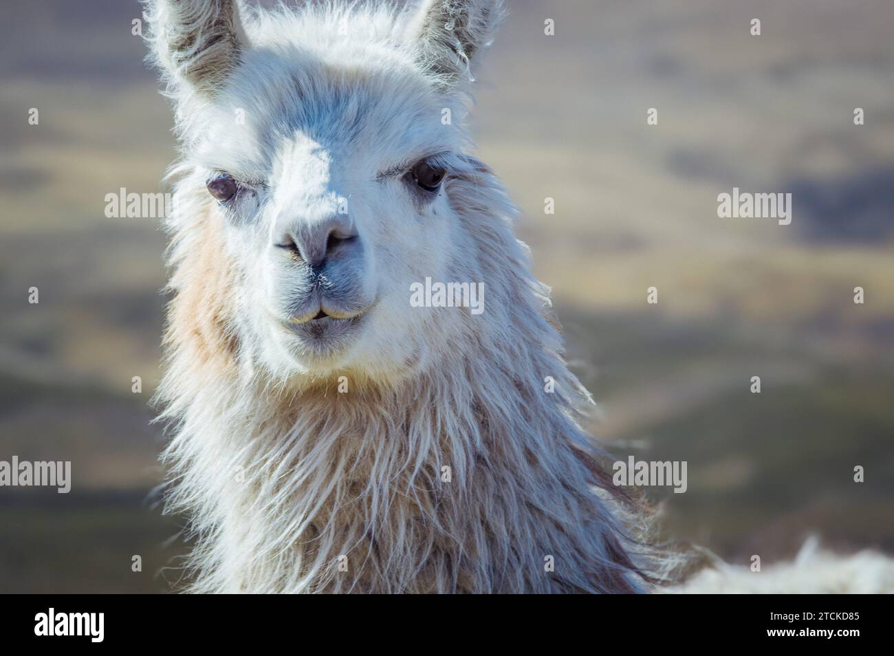Hoch mit ihren majestätischen Schnauzen sind Lamas ein wahrer Anblick im bolivianischen Hochland Stockfoto