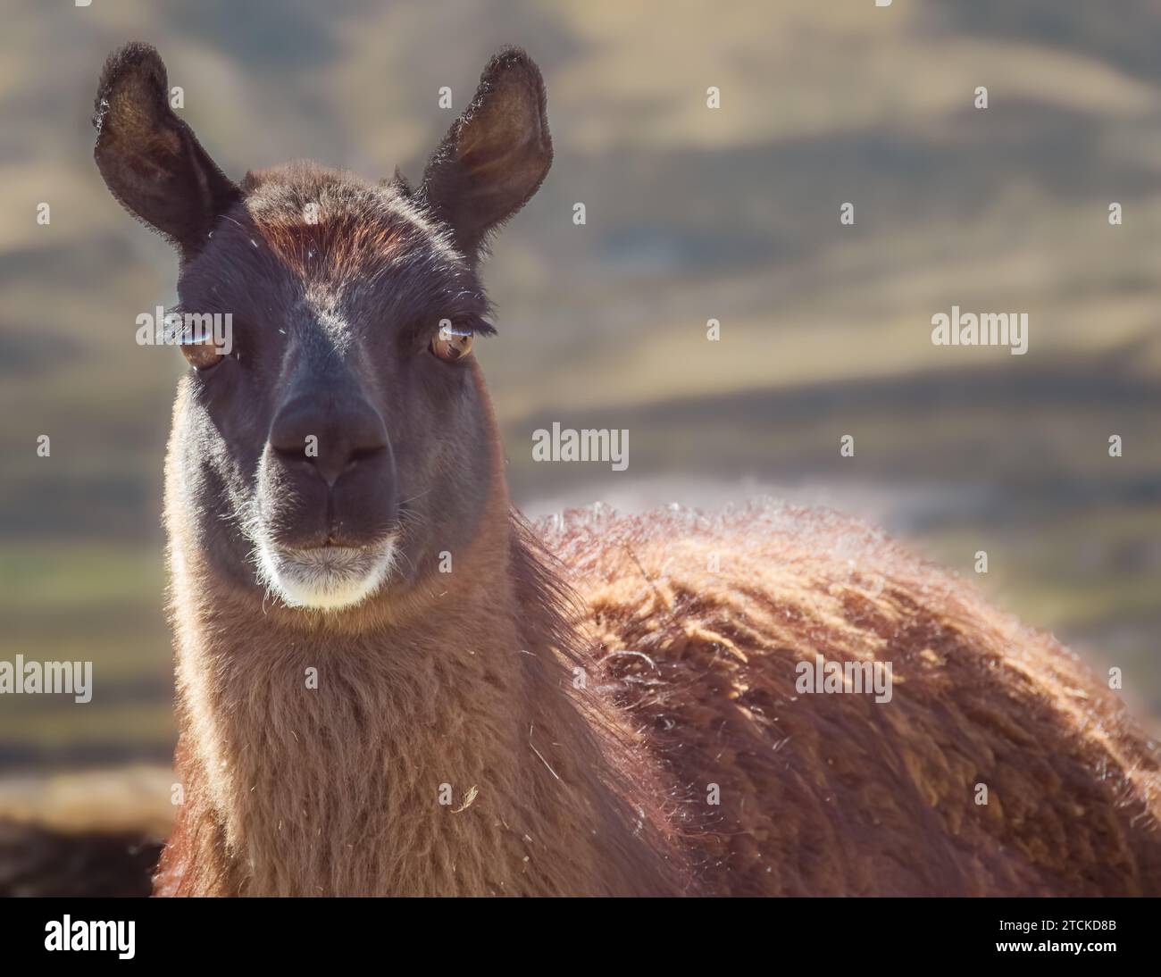 Hoch mit ihren majestätischen Schnauzen sind Lamas ein wahrer Anblick im bolivianischen Hochland Stockfoto