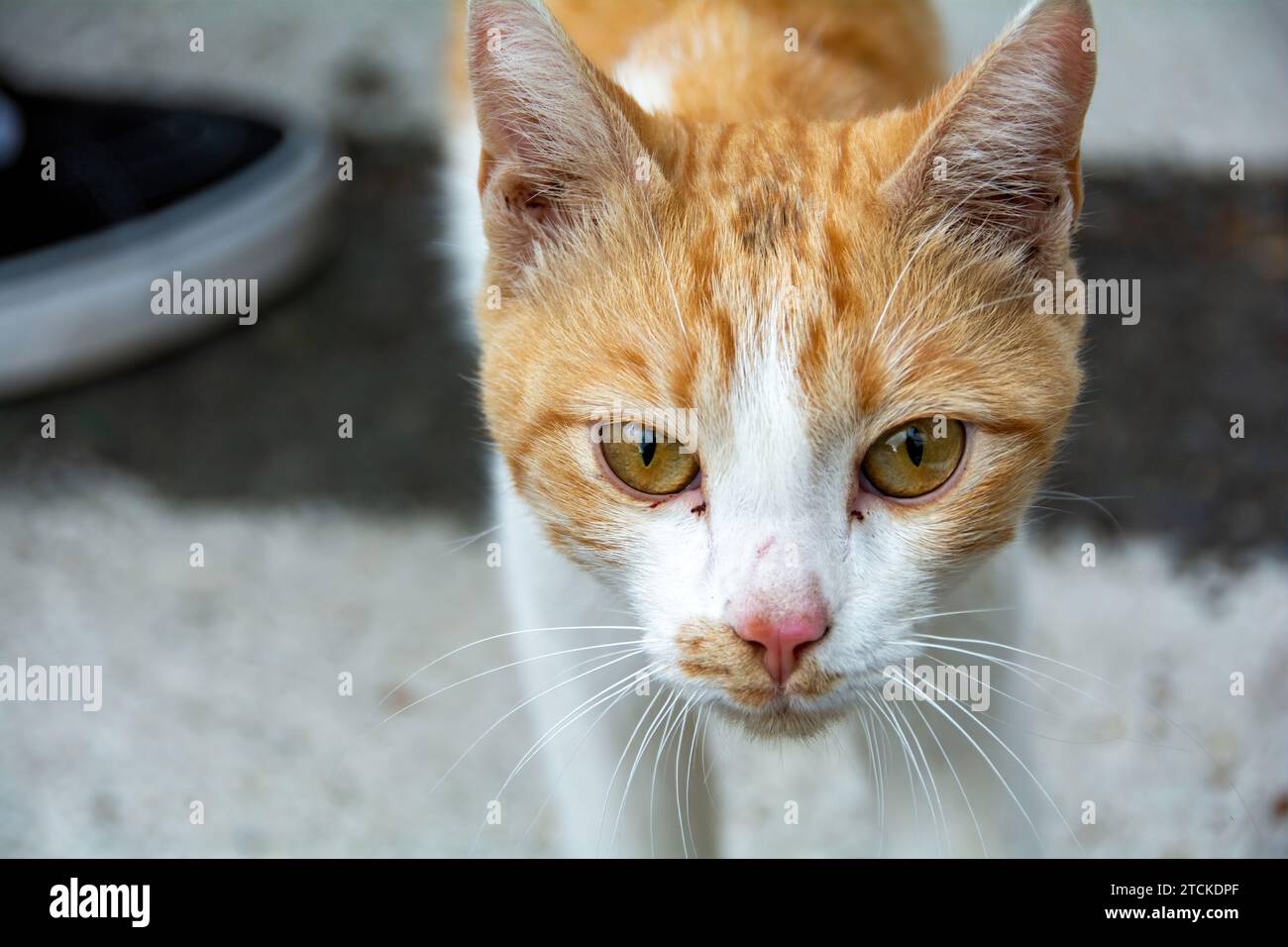 Eine rot-weiße Straßenkatze, in einer Stadt auf der Kanarischen Insel Gran Canaria in Spanien Stockfoto