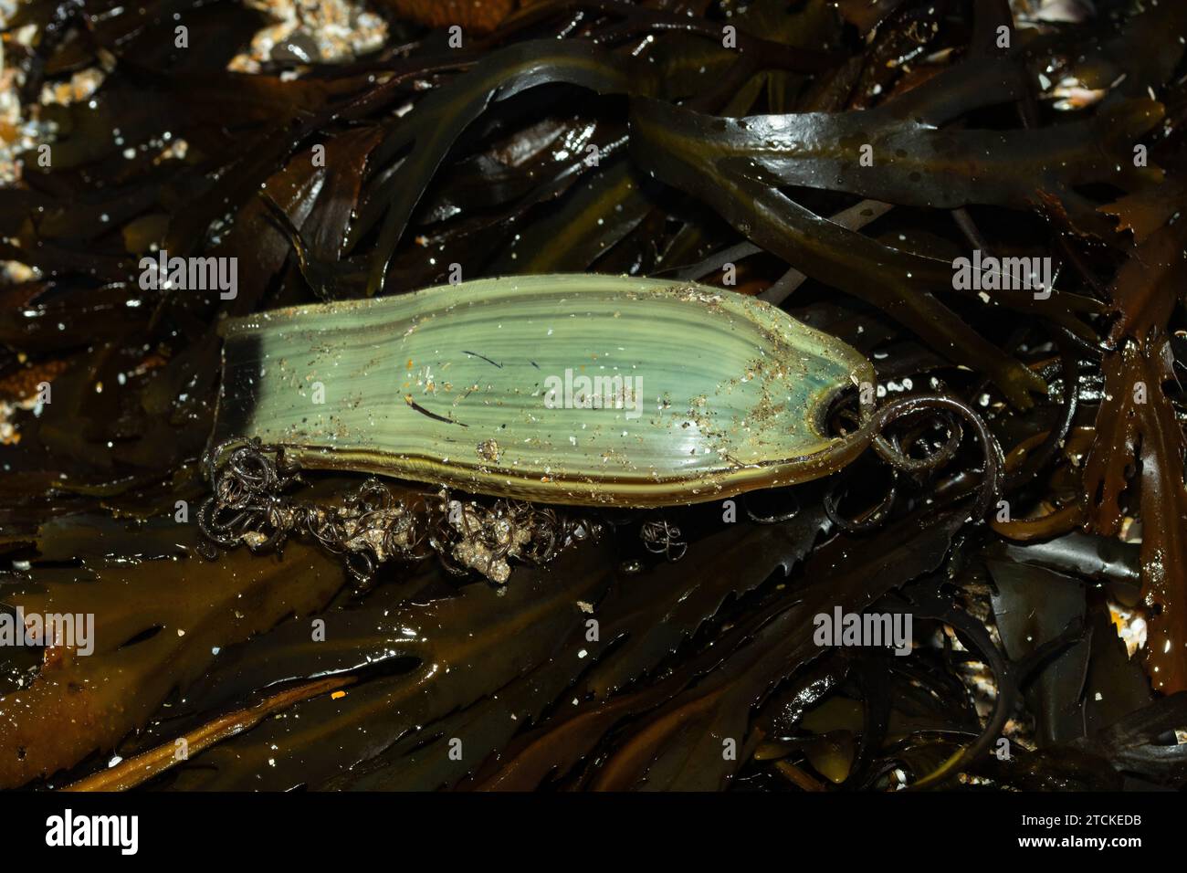 Der Eierkoffer des kleinen gefleckten Katzenhais oder Haifisches wird als Meerjungfrauentasche bezeichnet. Diese Eier werden manchmal von Algen befreit Stockfoto