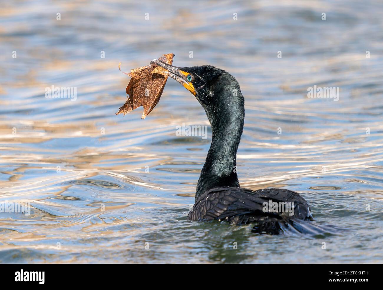 Ein doppelwandiger Kormoran mit einem großen Eichenblatt, das er als Nistmaterial verwenden will. Stockfoto