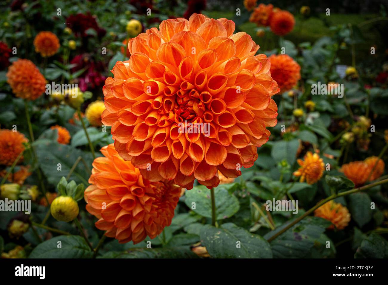 Oranges Dahlienblumenbild von der Blumeninsel Mainau am Bodensee in Deutschland Stockfoto