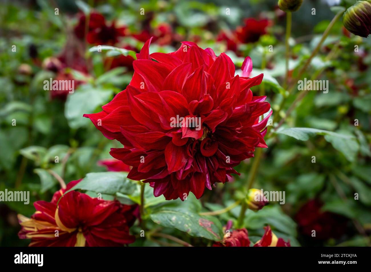 Rote Dahlienblume auf der Blumeninsel mainau in Deutschland Stockfoto