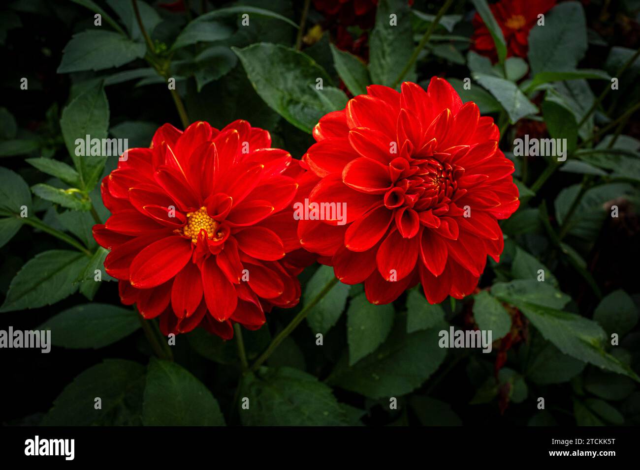 2 wunderschöne Dahlienblüten in Rot Stockfoto