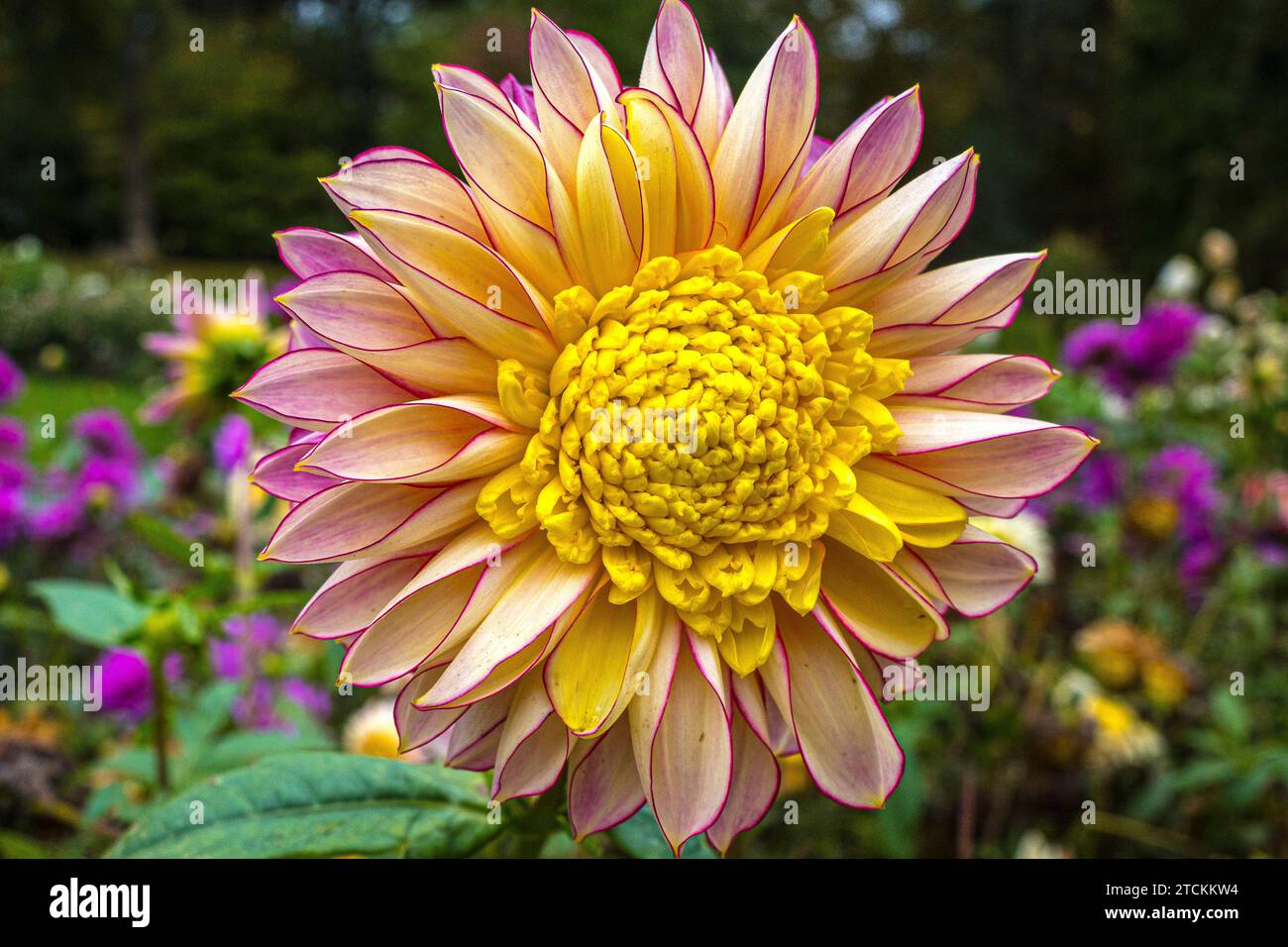 Wunderschöne Dahlienblume in Gelb, Rosa und anderen Farben gemischt Stockfoto