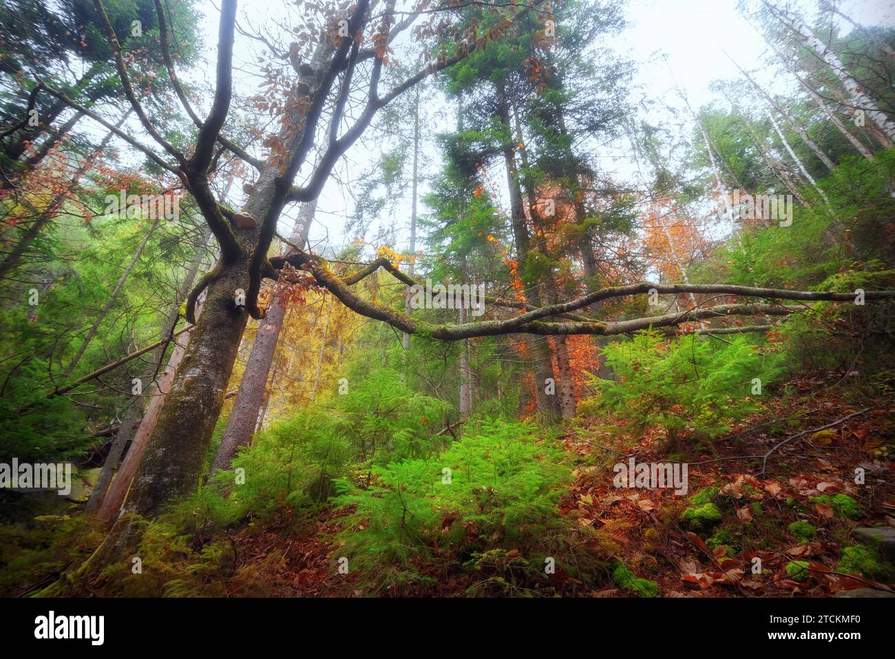 Großer Baum mit langen Ästen inmitten eines magischen Herbstwaldes. Wunderschöne Landschaft mit Feenbaum in nebeligem Wald. Natur. Stockfoto