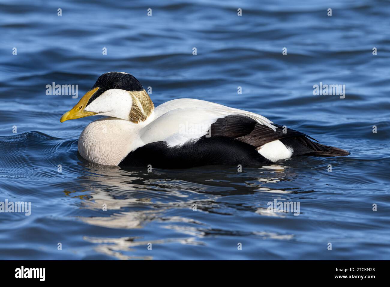 Eider Duck, Somateria mollissima, Erwachsene Männer schwimmen im Hafen des Seehauses. Seahouses, Northumberland March Stockfoto