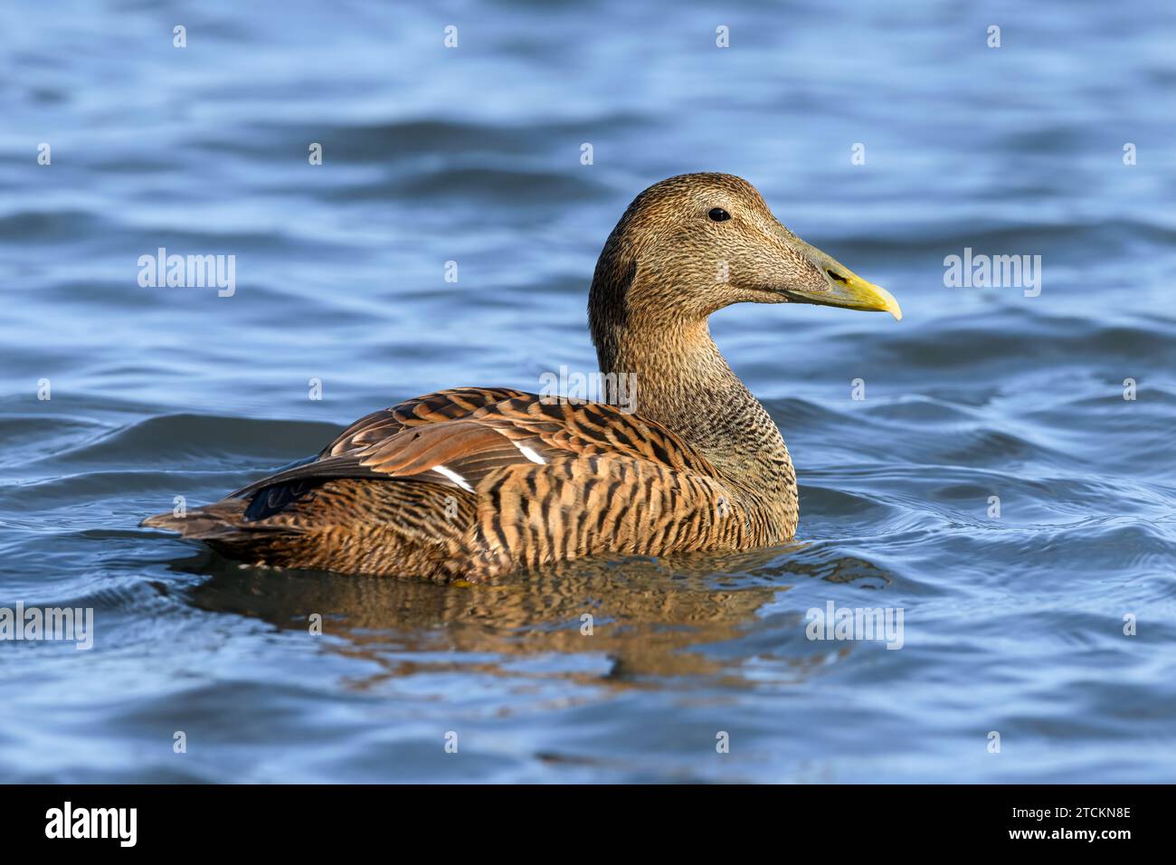 Eider-Ente, Somateria mollissima, erwachsenes Zuchtgefieder, weibliches Schwimmen Northumberland. März Stockfoto