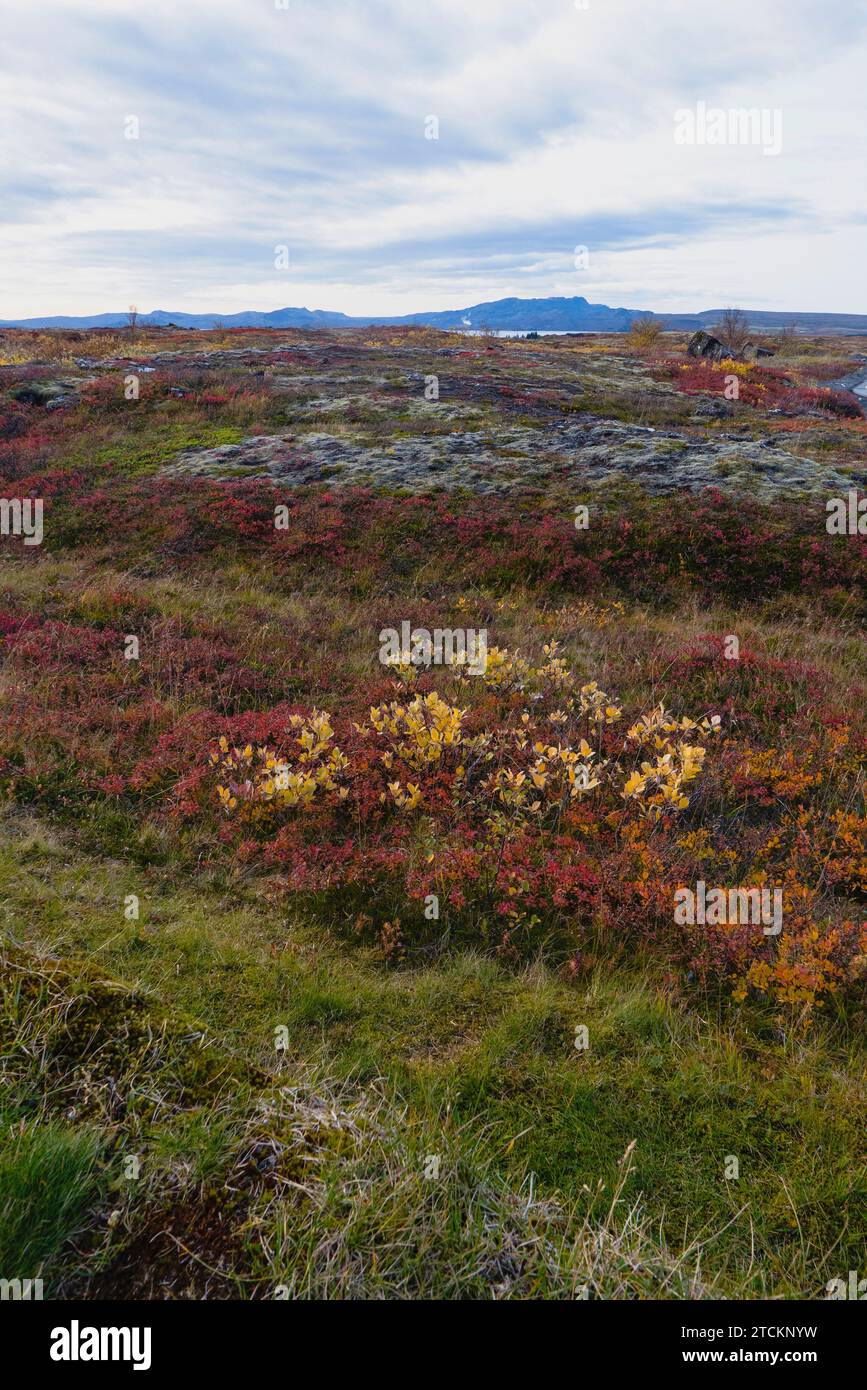 Island, Golden Circle, Thingvellir Nationalpark in Herbstfarben. Der Mittelatlantische Graben zwischen der nordamerikanischen und der eurasischen Platte. Stockfoto