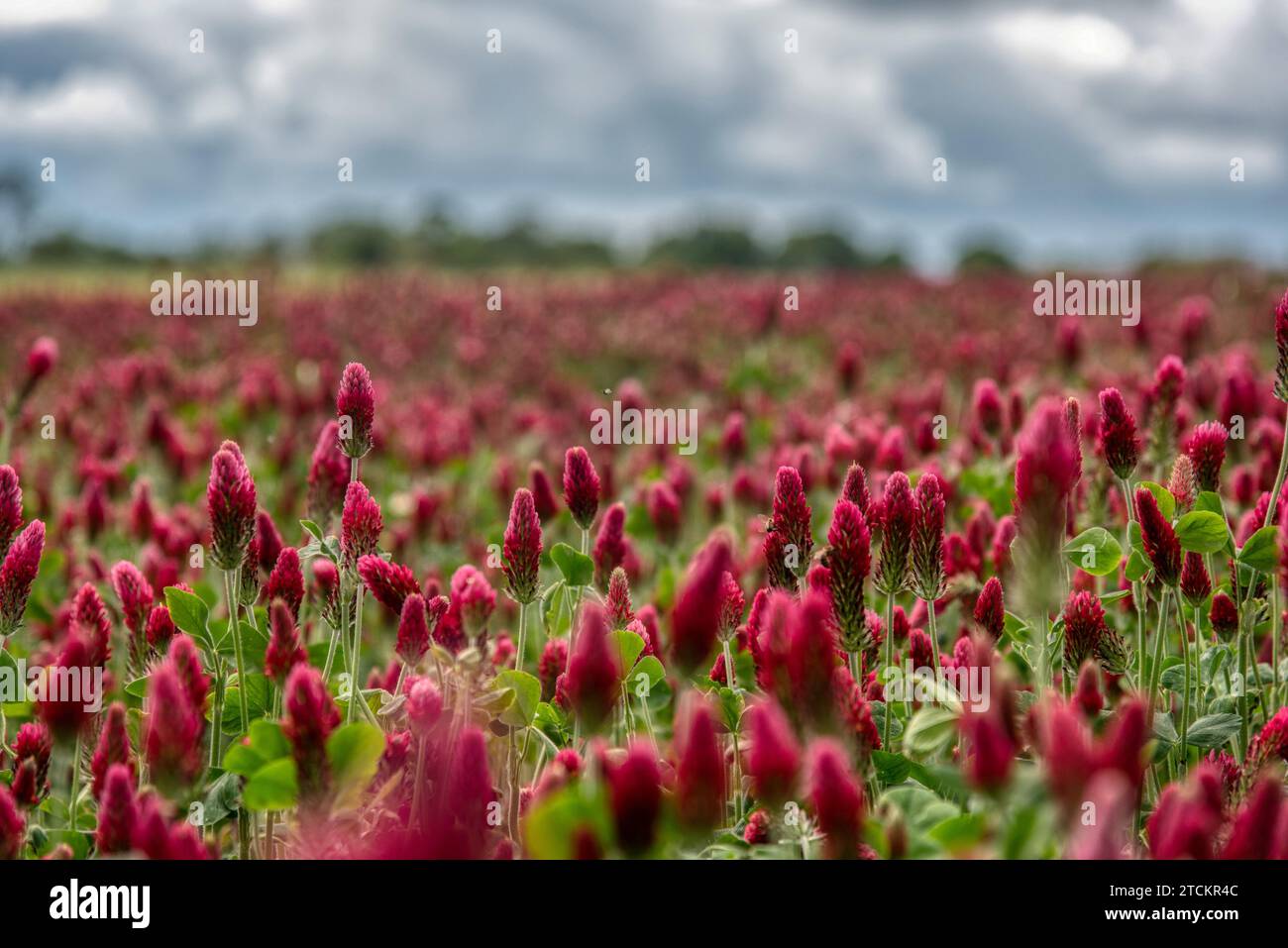 Wunderschöne rote Blumen. Frühling-Natur-Hintergrund. Klee-Inkarnat - Trifolium incarnatum Stockfoto