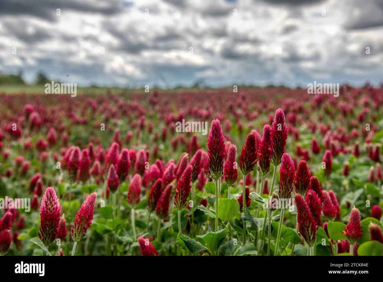 Wunderschöne rote Blumen. Frühling-Natur-Hintergrund. Klee-Inkarnat - Trifolium incarnatum Stockfoto