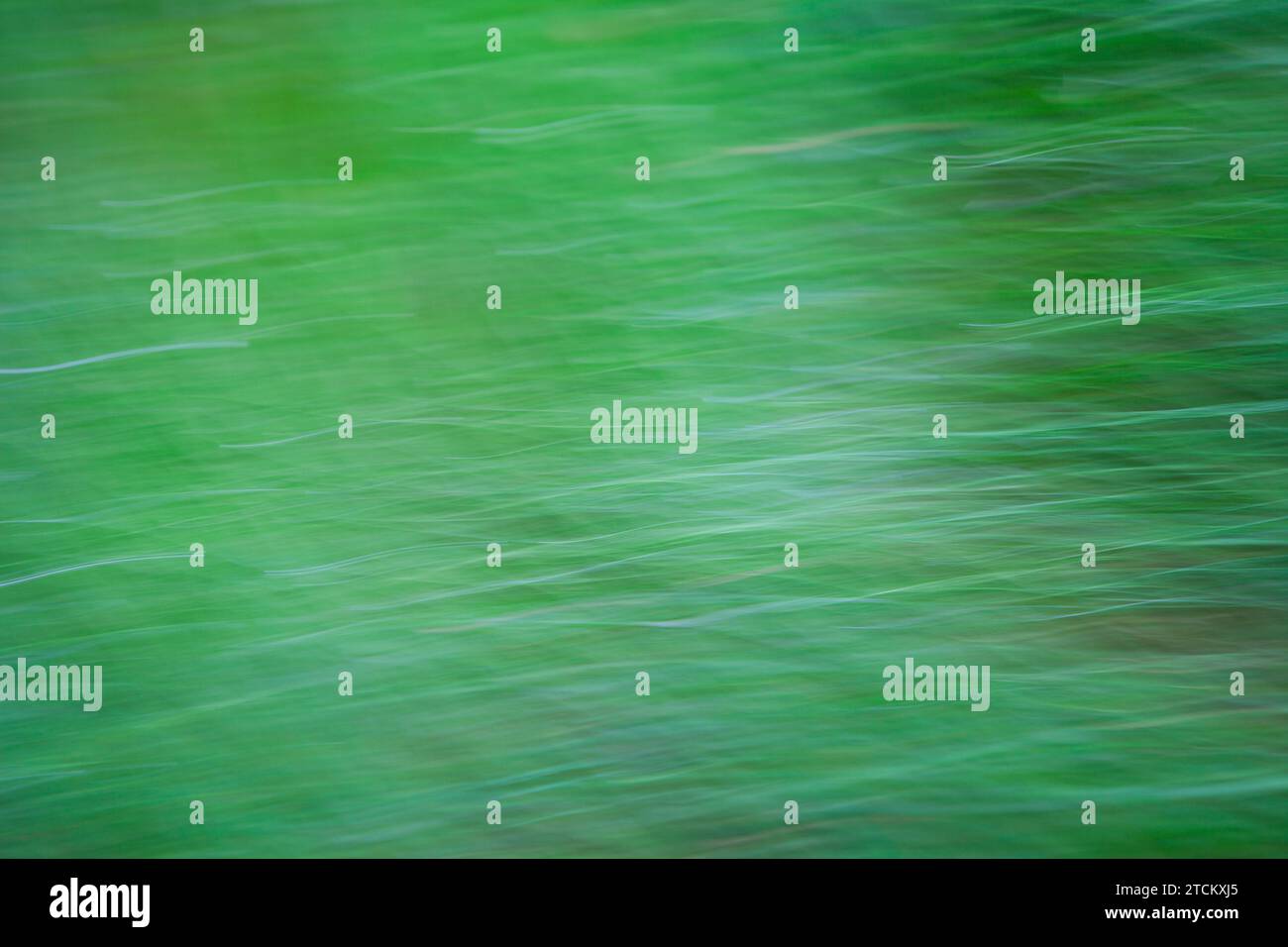 Grasblätter, abstrakter Hintergrund, Wischeffekt, Birnenbelichtung Stockfoto