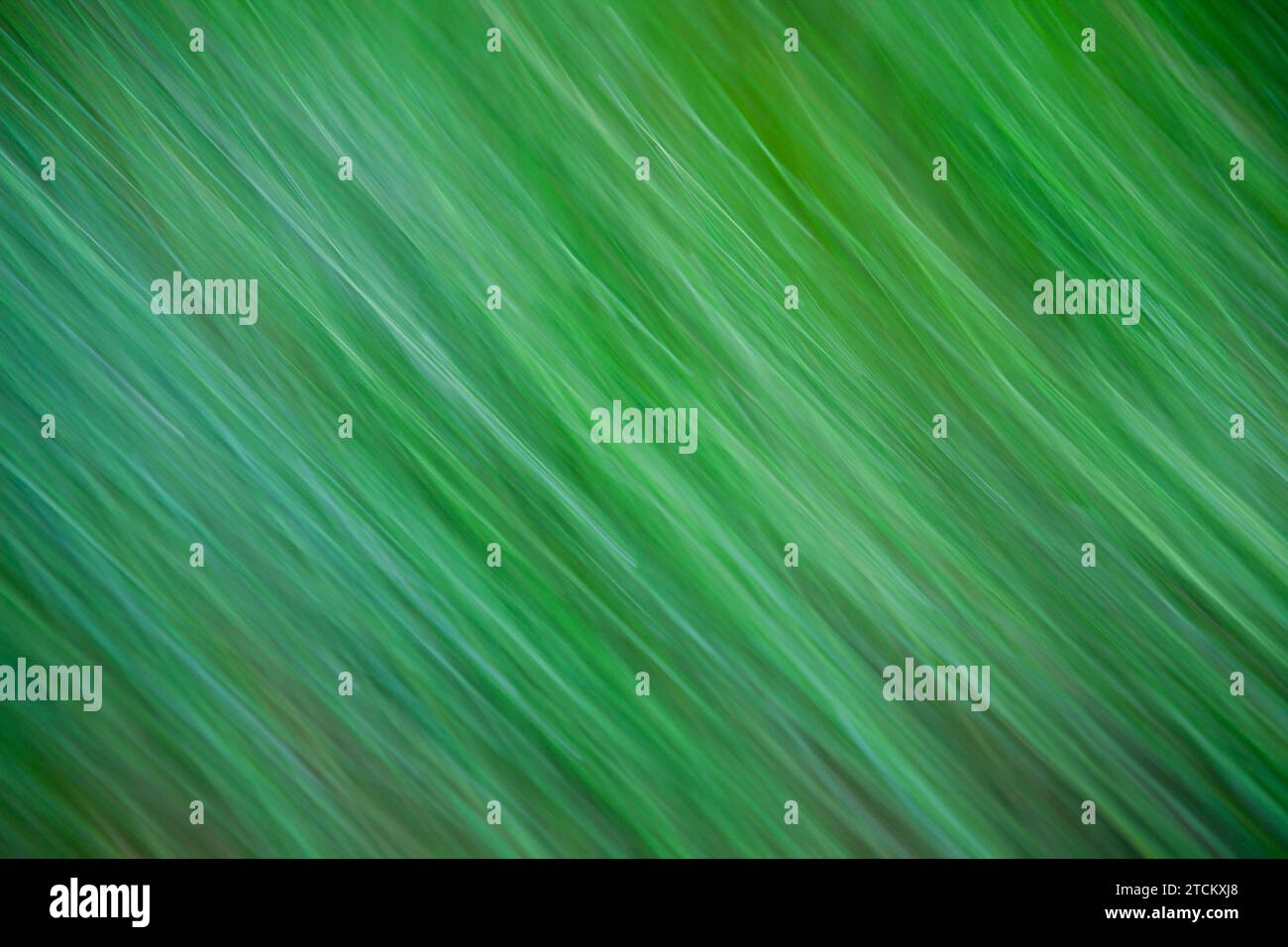 Grasblätter, abstrakter Hintergrund, Wischeffekt, Birnenbelichtung Stockfoto