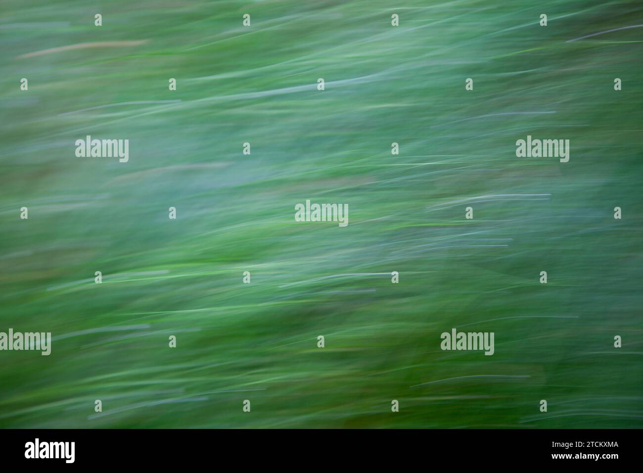 Grasblätter, abstrakter Hintergrund, Wischeffekt, Birnenbelichtung Stockfoto