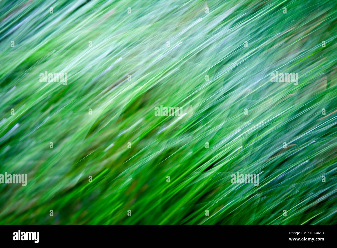 Grasblätter, abstrakter Hintergrund, Wischeffekt, Birnenbelichtung Stockfoto