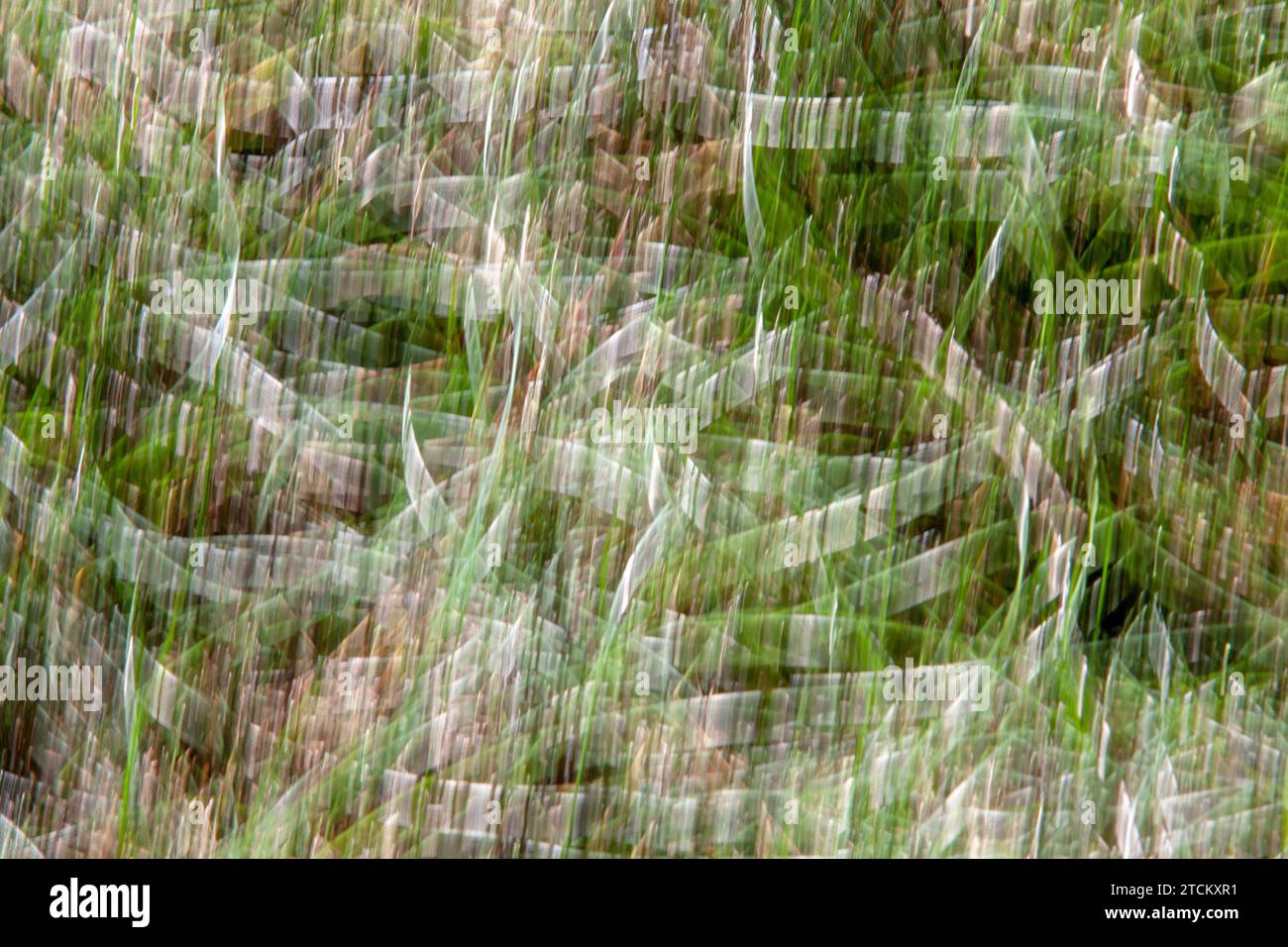 Grasblätter, abstrakter Hintergrund, Wischeffekt, Birnenbelichtung Stockfoto