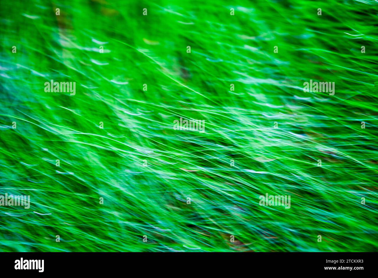 Grasblätter, abstrakter Hintergrund, Wischeffekt, Birnenbelichtung Stockfoto