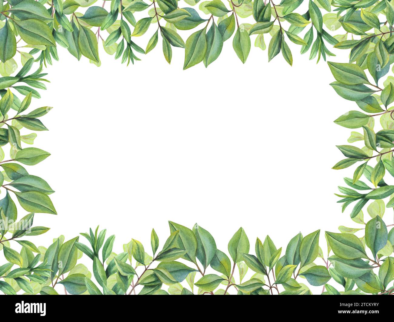 Abstrakte grüne Blätter. Horizontaler Rahmen mit Ästen, grüne Pflanzen. Teeblätter. Kräuterkomposition mit Textraum. Abbildung Stockfoto