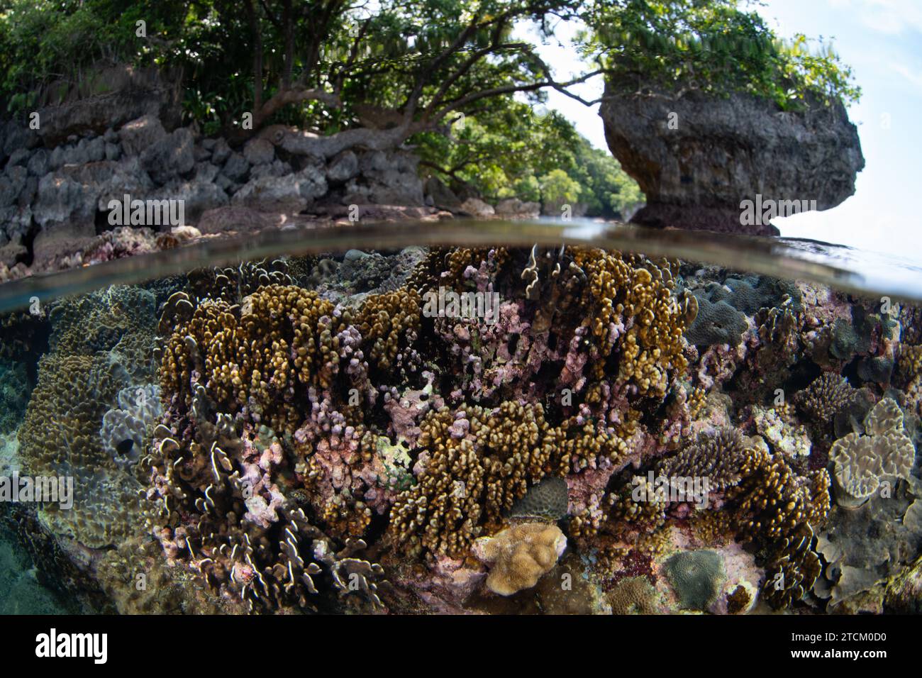 Gesunde Korallen wachsen in den Untiefen nahe der indonesischen Insel Ambon. Dieses wunderschöne tropische Gebiet bietet eine außergewöhnliche biologische Vielfalt der Meere. Stockfoto