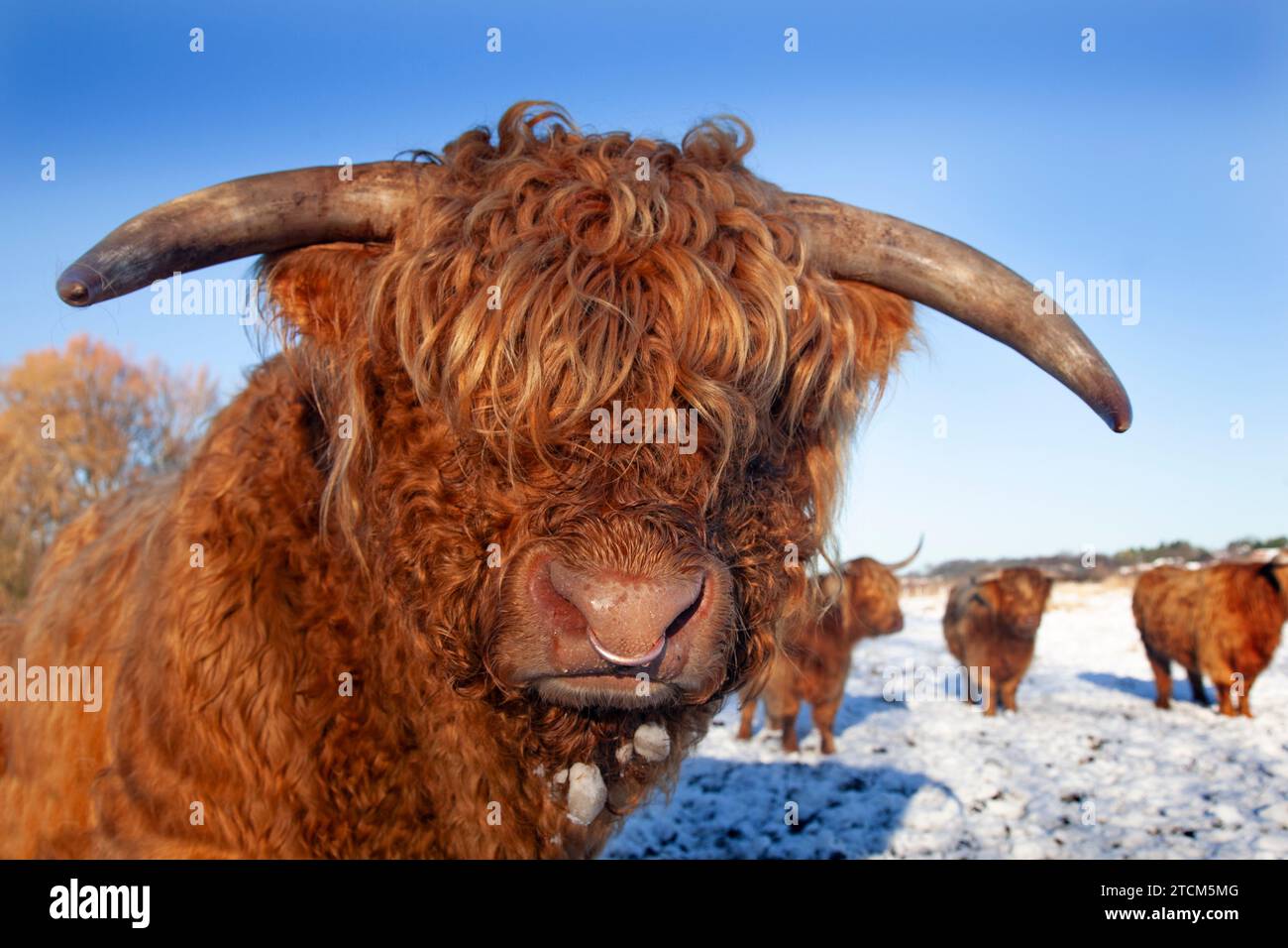 Highland Cattle Bos taurus bei Cley Norfolk im Schnee Stockfoto