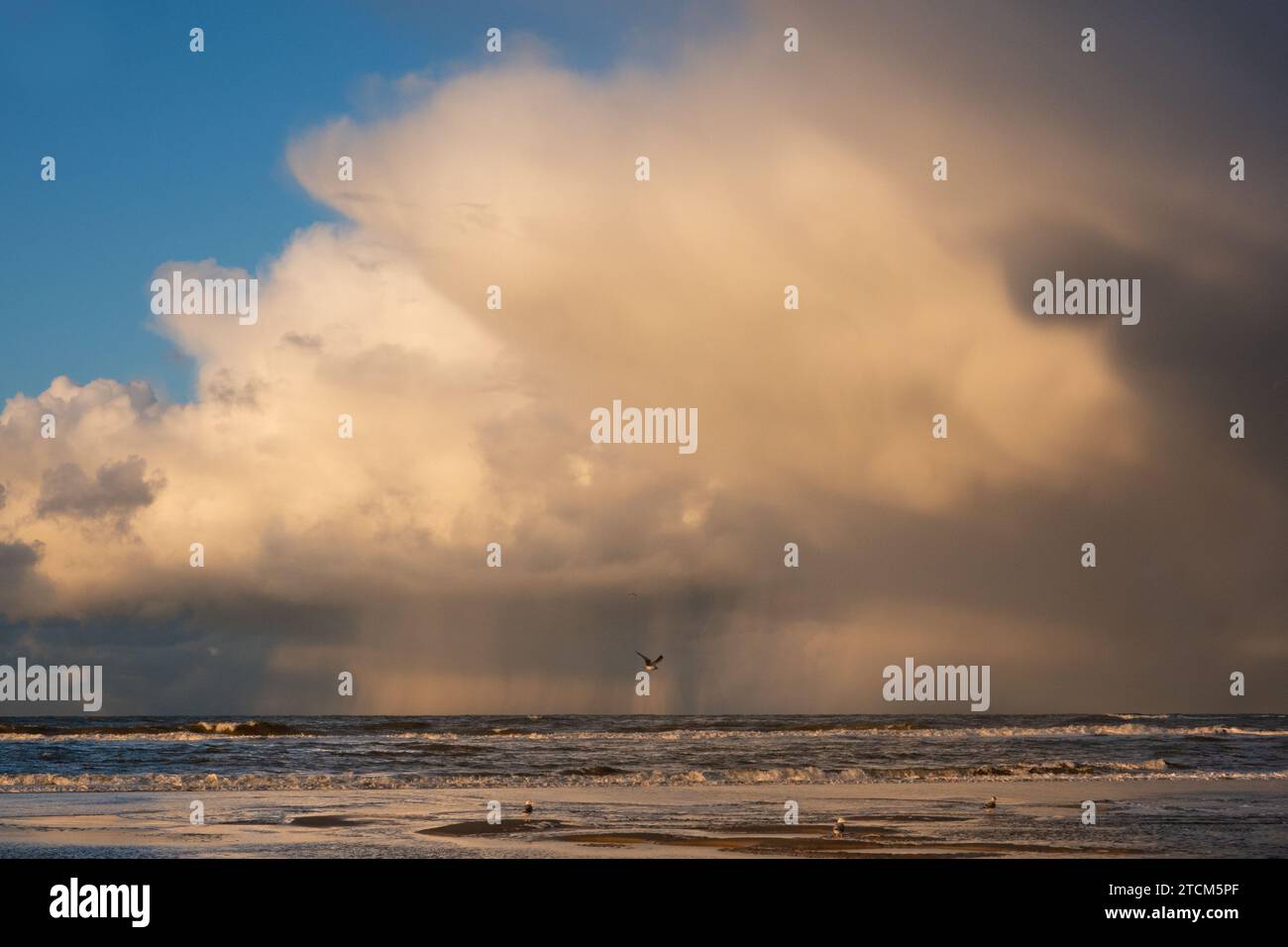 Möwen am und in der Nähe des Strandes im Hintergrund eine gigantische Wolke, aus der es regnet Stockfoto