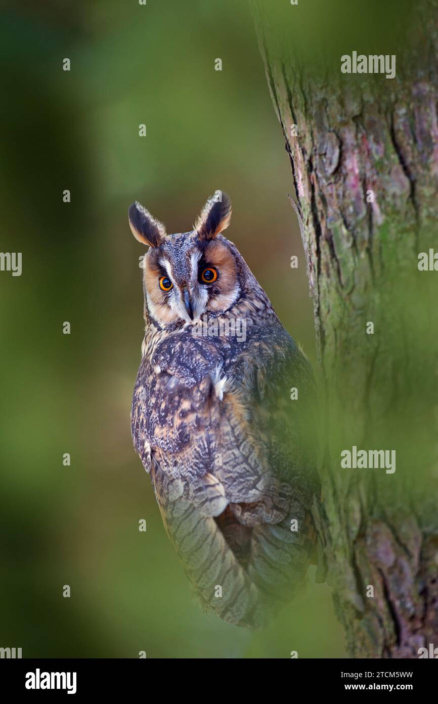 Long-eared Eule Asio Otus Porträt eines Gefangenen Vogels Stockfoto