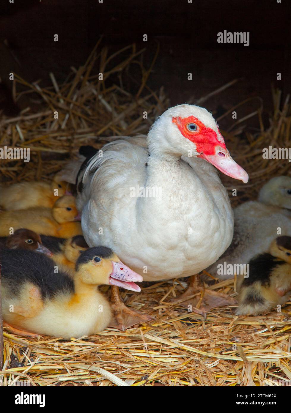 Muscovey Duck mit jungen Entlein auf einem Norfolk Small Holding Spring Stockfoto