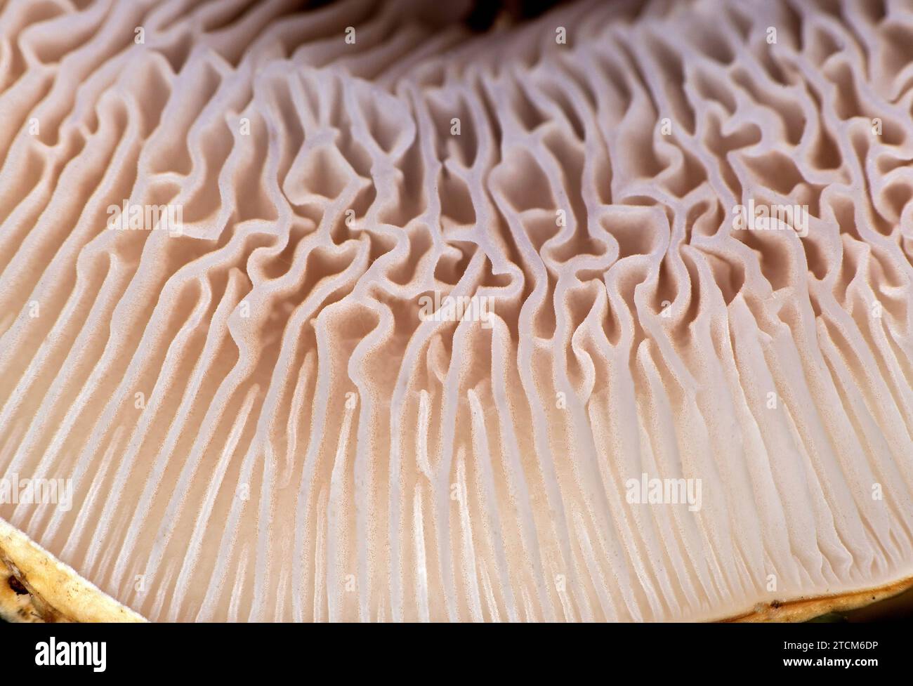 Supermakro der Kiemen an der Becherunterseite (Hymenophore) eines gebratenen Hühnerpilzes (Lyophyllum decastes), Wallis, Schweiz Stockfoto