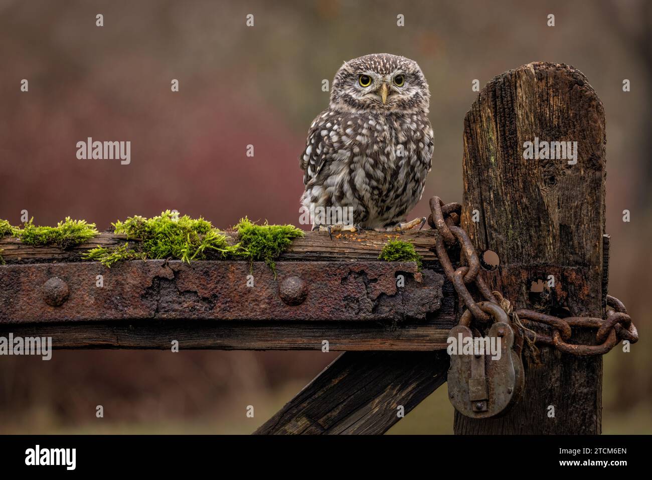 Kleine Eule, Wildtiere in Großbritannien. Eine kleine Eule, die in die Kamera schaut. Getarnter Greifvogel Stockfoto