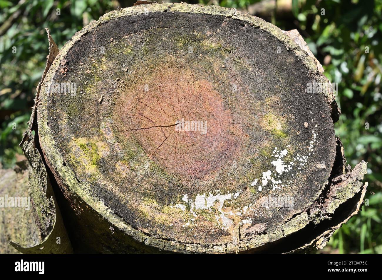 Nahaufnahme eines Querschnitts einer alten Schnittfläche eines Jack-Baumstamms mit Algen und Pilzen an der Oberfläche. Stockfoto