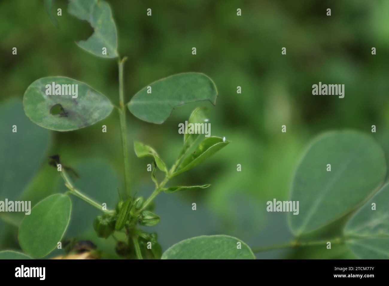 Die weiche Ansicht eines kleinen Schmetterlingseis eines einfleckigen, grasgelben Schmetterlings befindet sich am Blattrand einer Senna Tora Pflanze Stockfoto