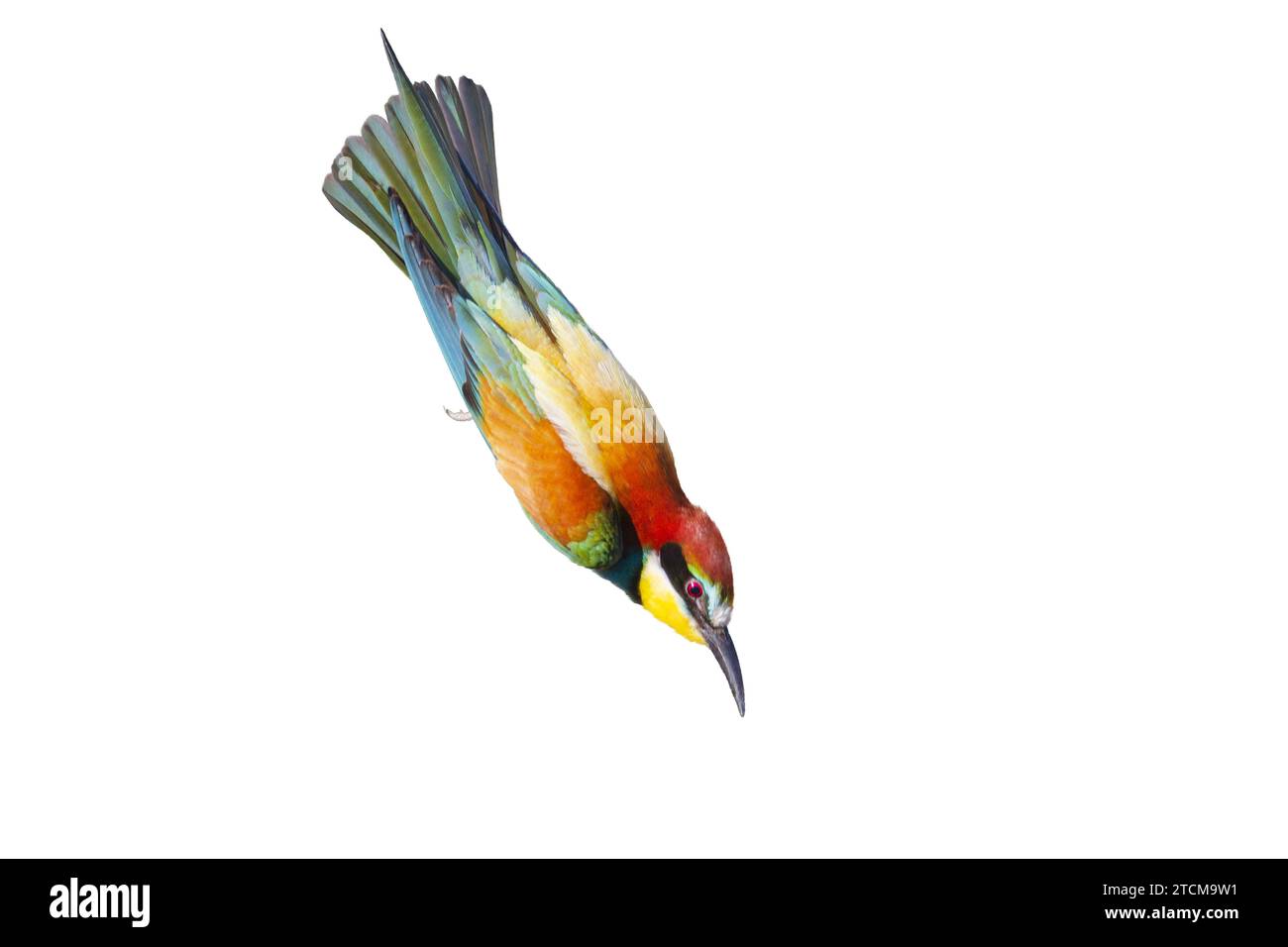 Farbenfrohe Vögel fliegen sehr schnell mit dem Kopf nach unten Stockfoto