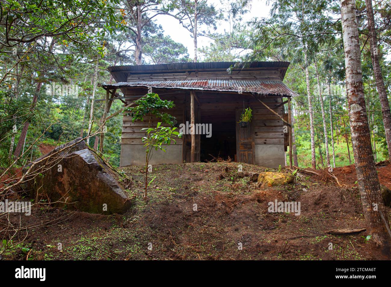 Alte verlassene Hütte altes Bauernhaus in Kiefernwäldern an regnerischen Tagen in da Lat Stadt, Vietnam Stockfoto