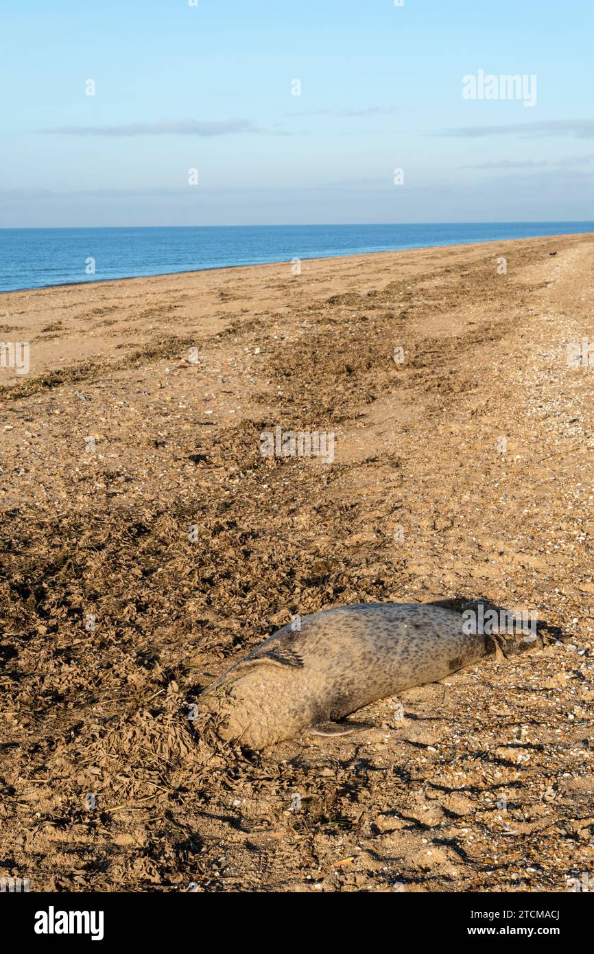 Leiche einer toten Robbe, Phoca Vitulina, wurde am Ufer der Wash in Snettisham, Norfolk, angespült. Stockfoto