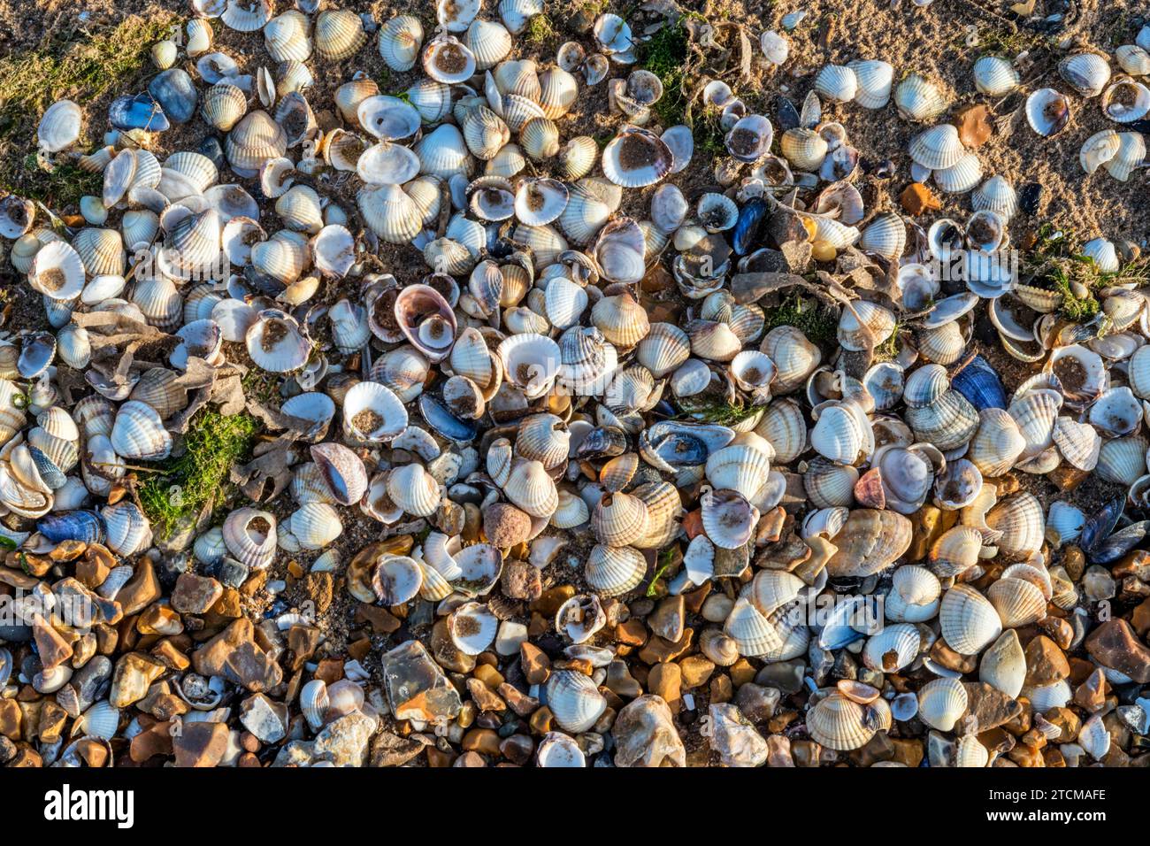 Leere Muscheln, Cerastoderma edule, die an der Gezeitenlinie des Snettisham Strandes an der Wash in Norfolk angespült wurden. Stockfoto