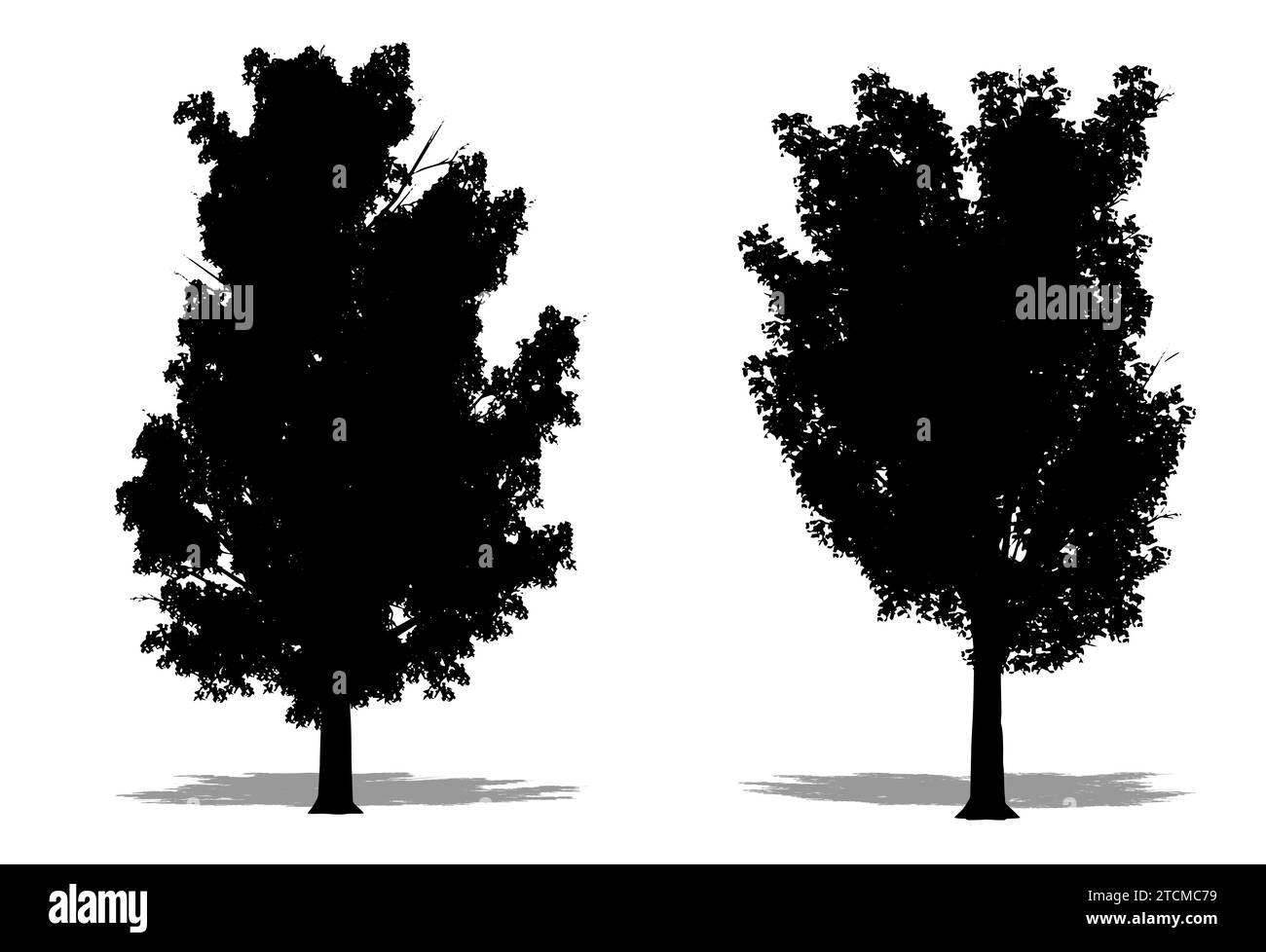 Set oder Sammlung von Ulmen-Stachelbäumen als schwarze Silhouette auf weißem Hintergrund. Konzept- oder konzeptionelle 3D-Illustration für Natur, Planet, Ökologie und Stockfoto
