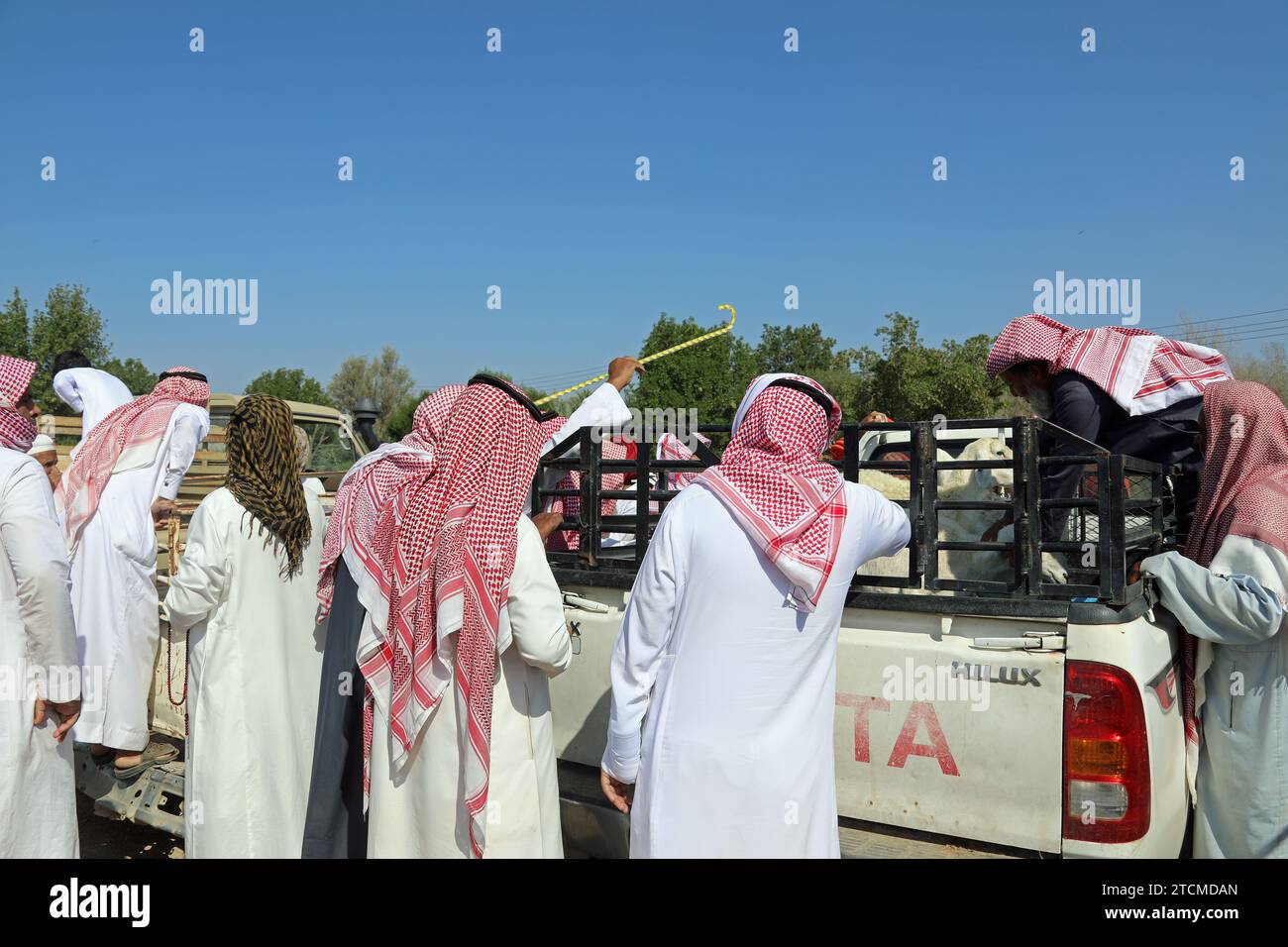 Schafhandel in Saudi-Arabien Stockfoto